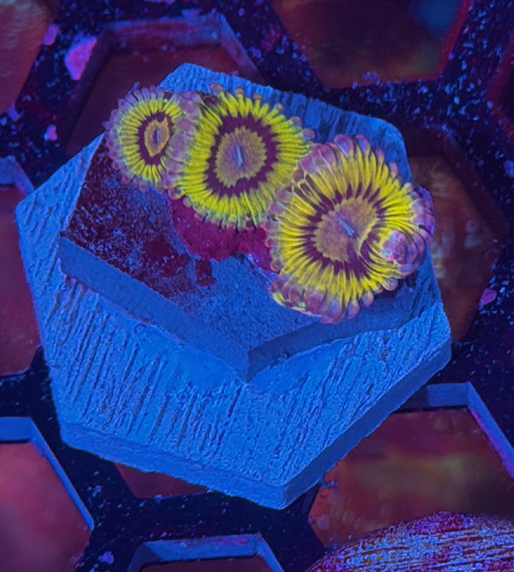 JEA Stratocaster Zoanthid Coral 11/28