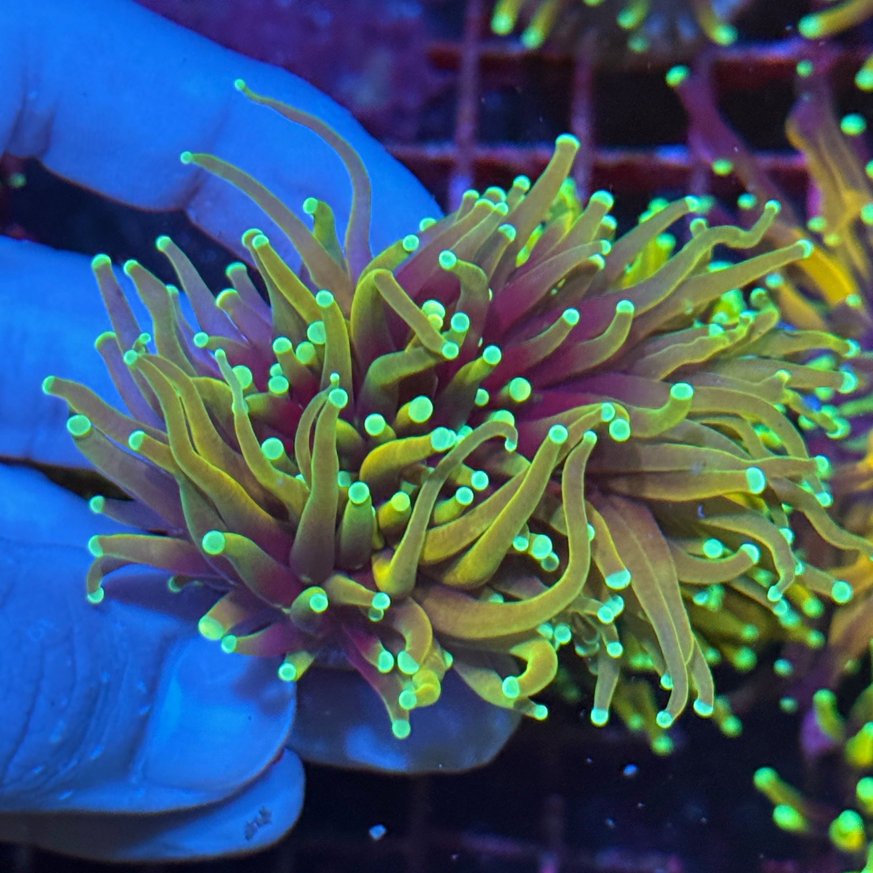 JEA Inferno Gold Torch Coral 2 heads splitting 10/12