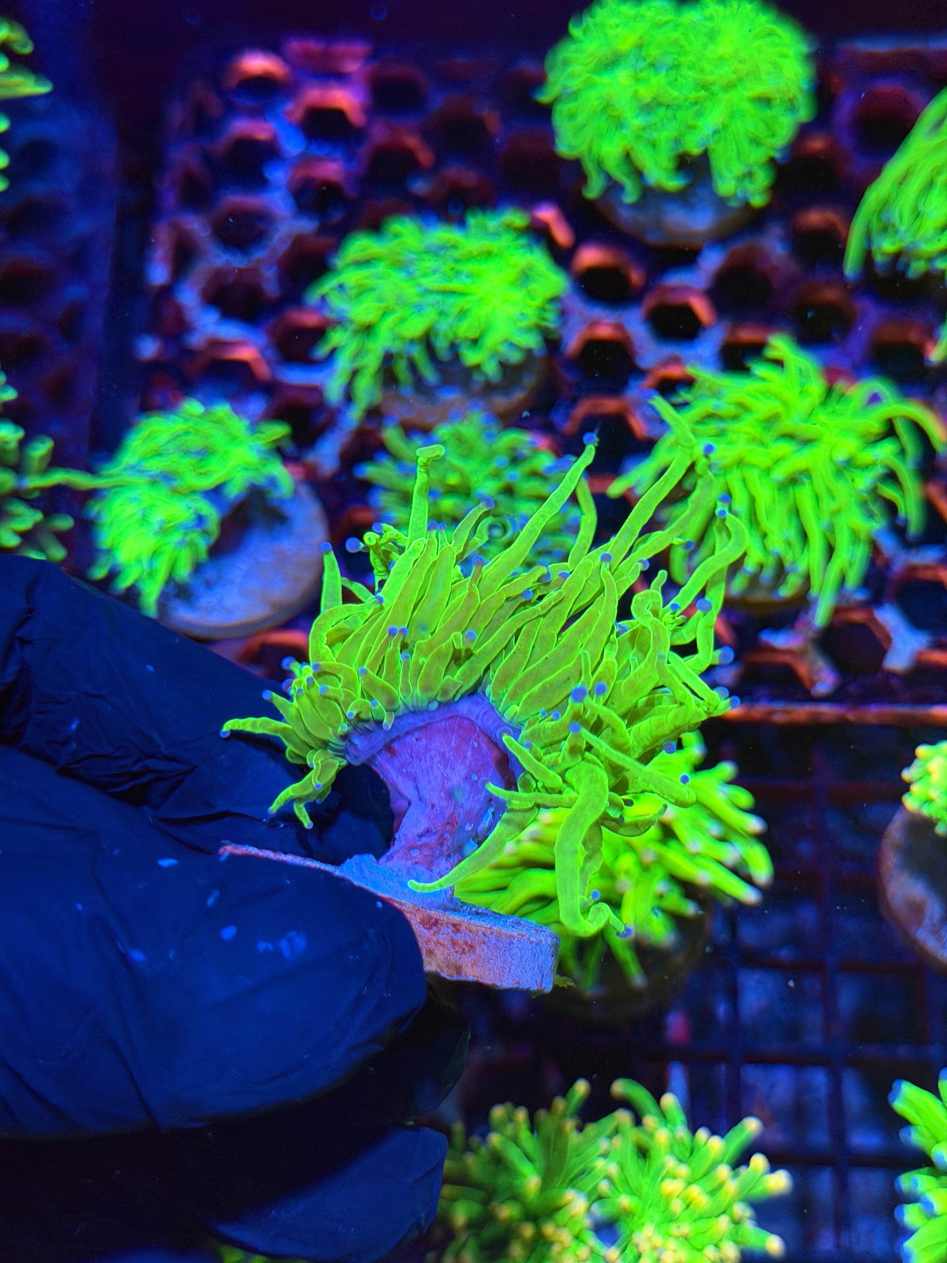 JEA Todd’s Torch Coral 1 XL Head Splitting 8/29