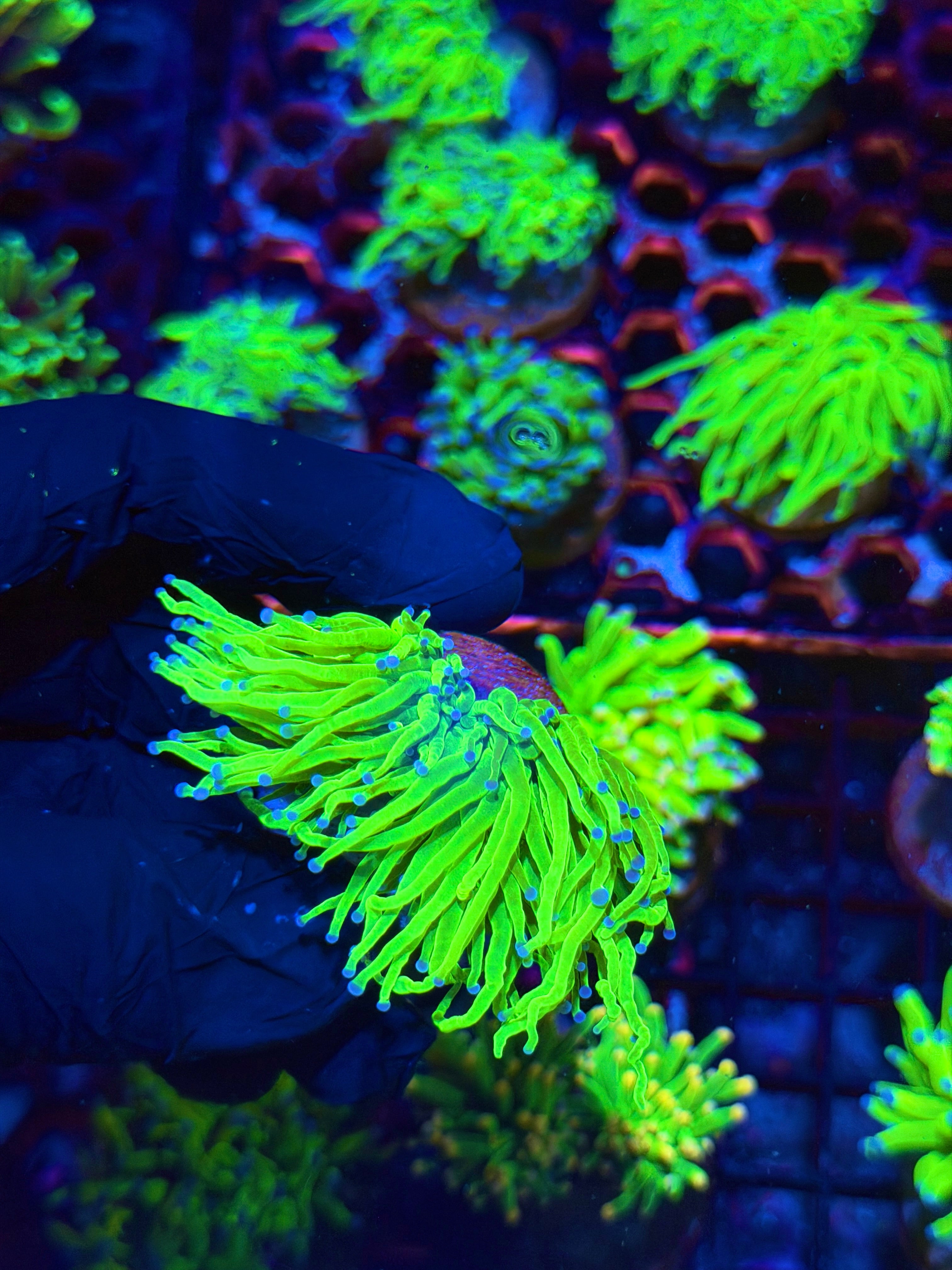 JEA Todd’s Torch Coral 2Head Splitting 8/28