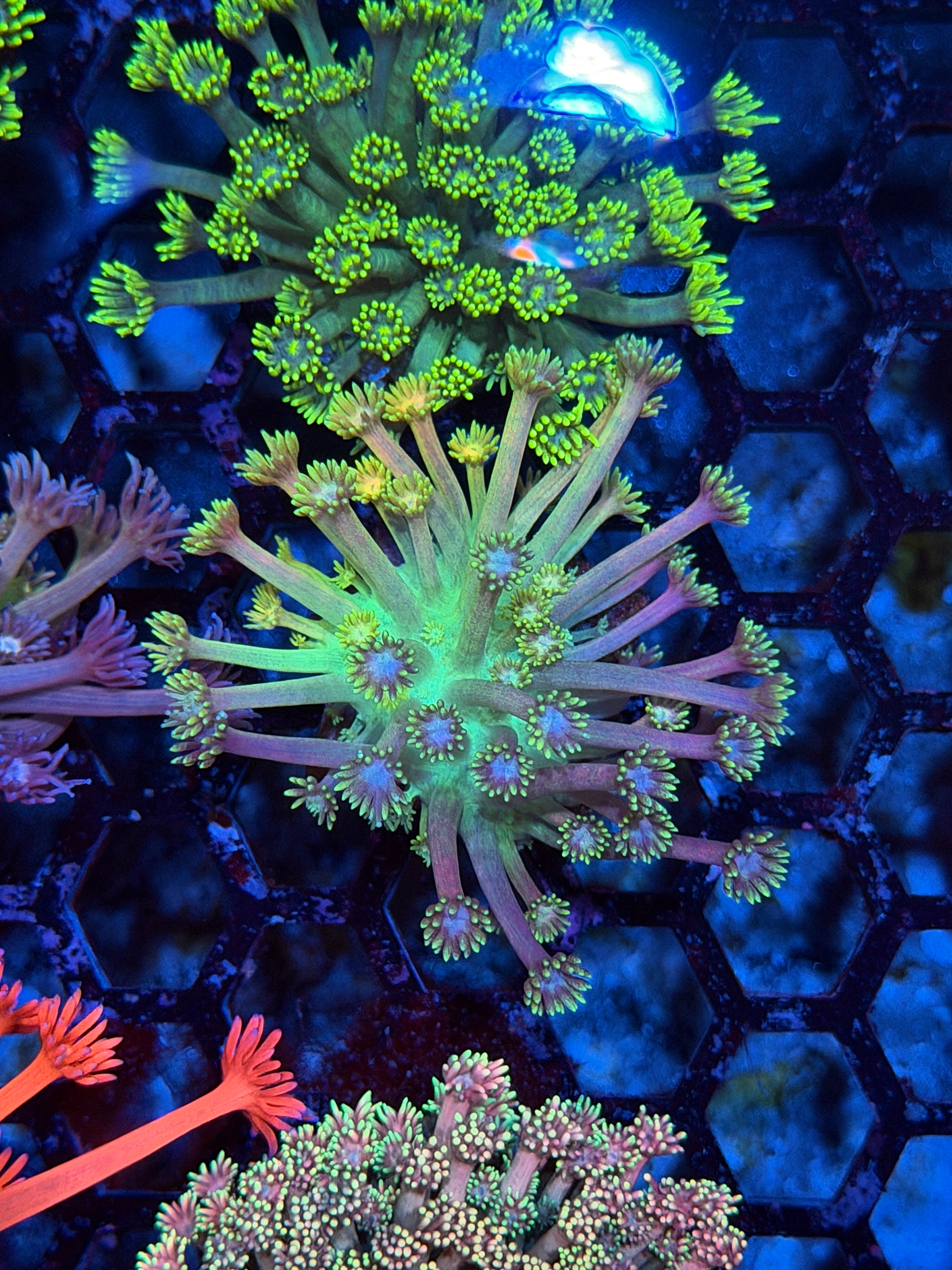 JEA Dragon Slayer Goniopora Coral