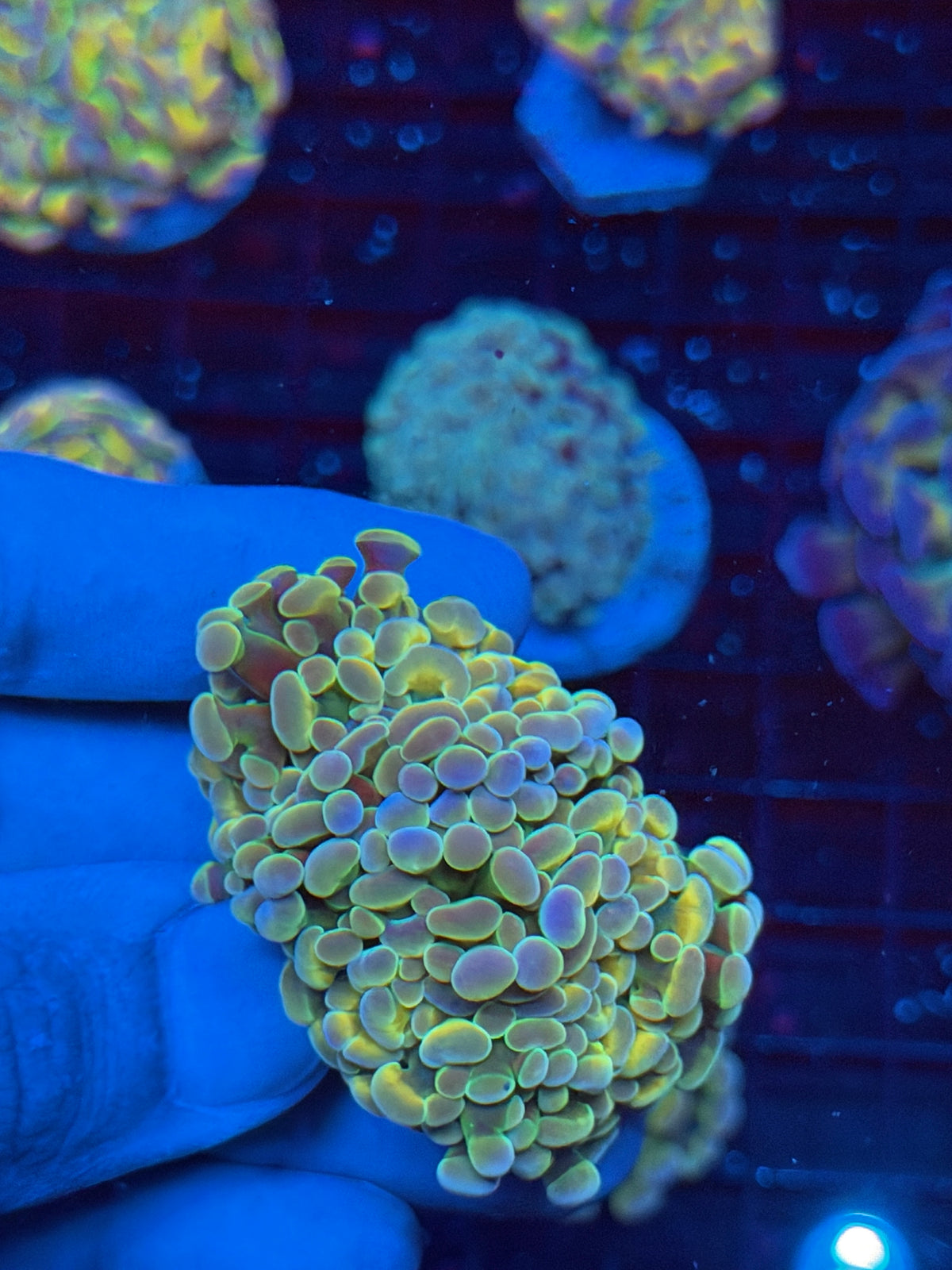 JEA Rainbow Fusion Hammer Coral 2 Heads XL 9/21