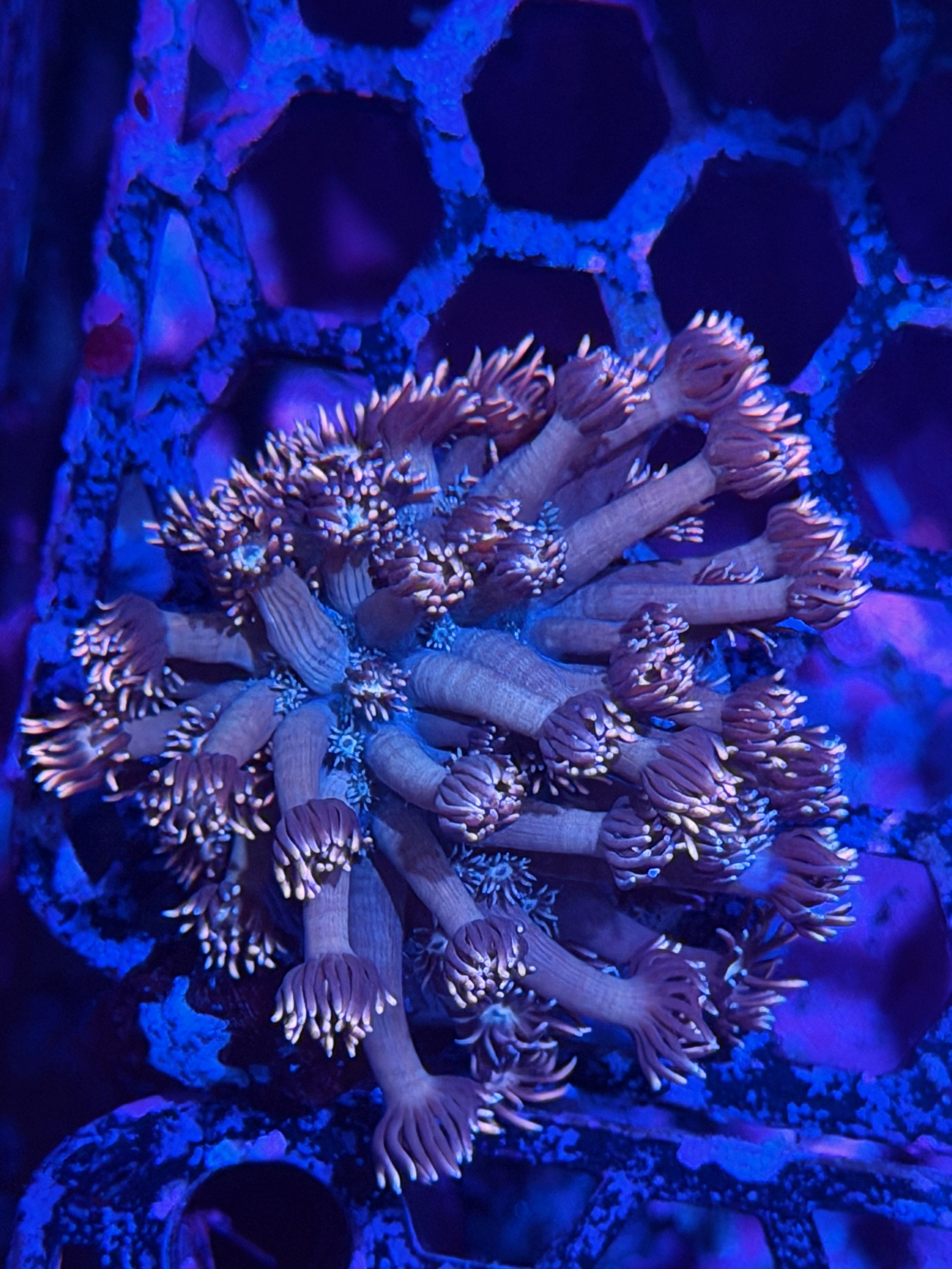 JEA Fruit Punch Goniopora Coral XL  Frag 12/1