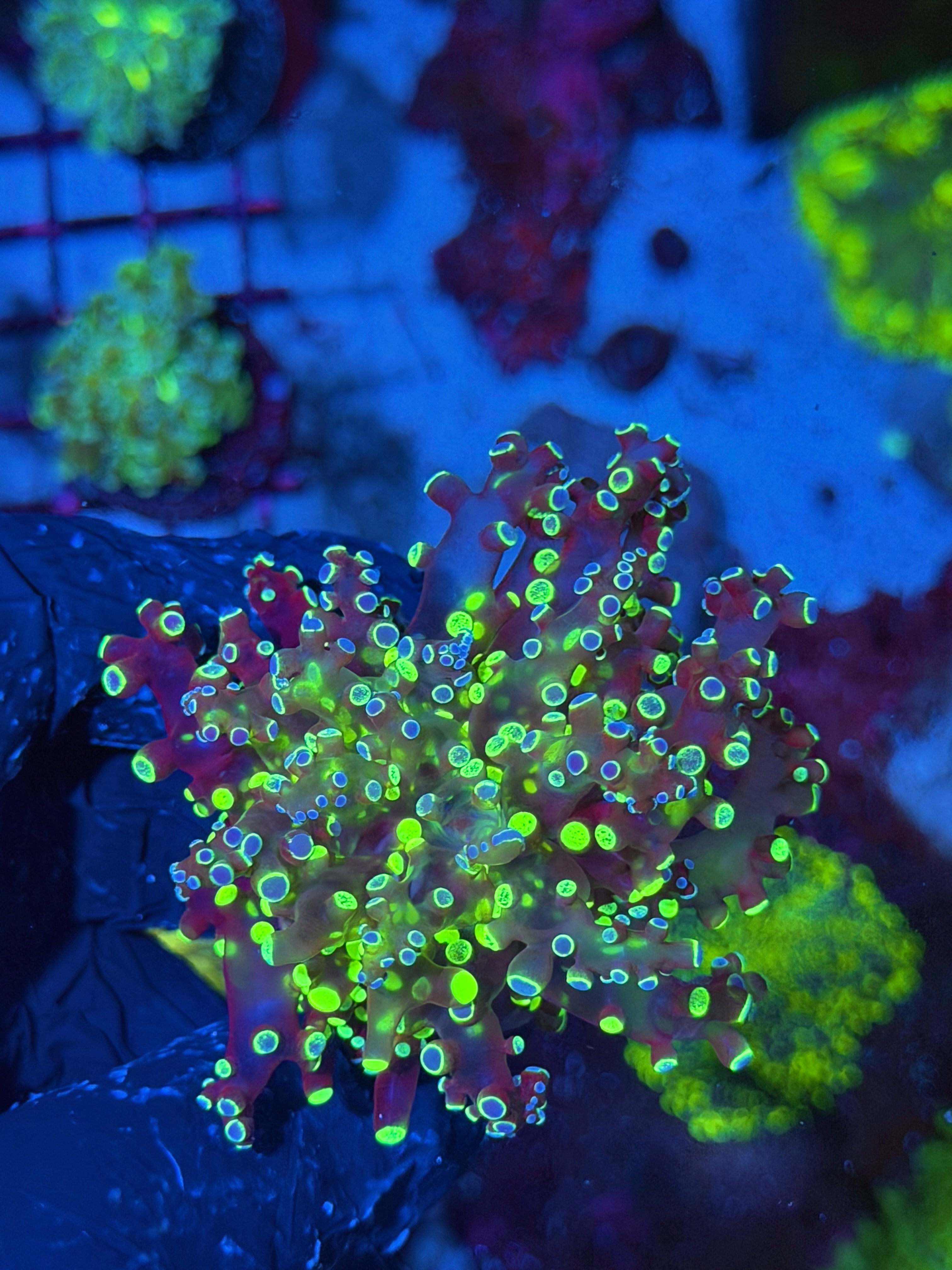 JEA Splatter Frogspawn Coral 1 XL Head