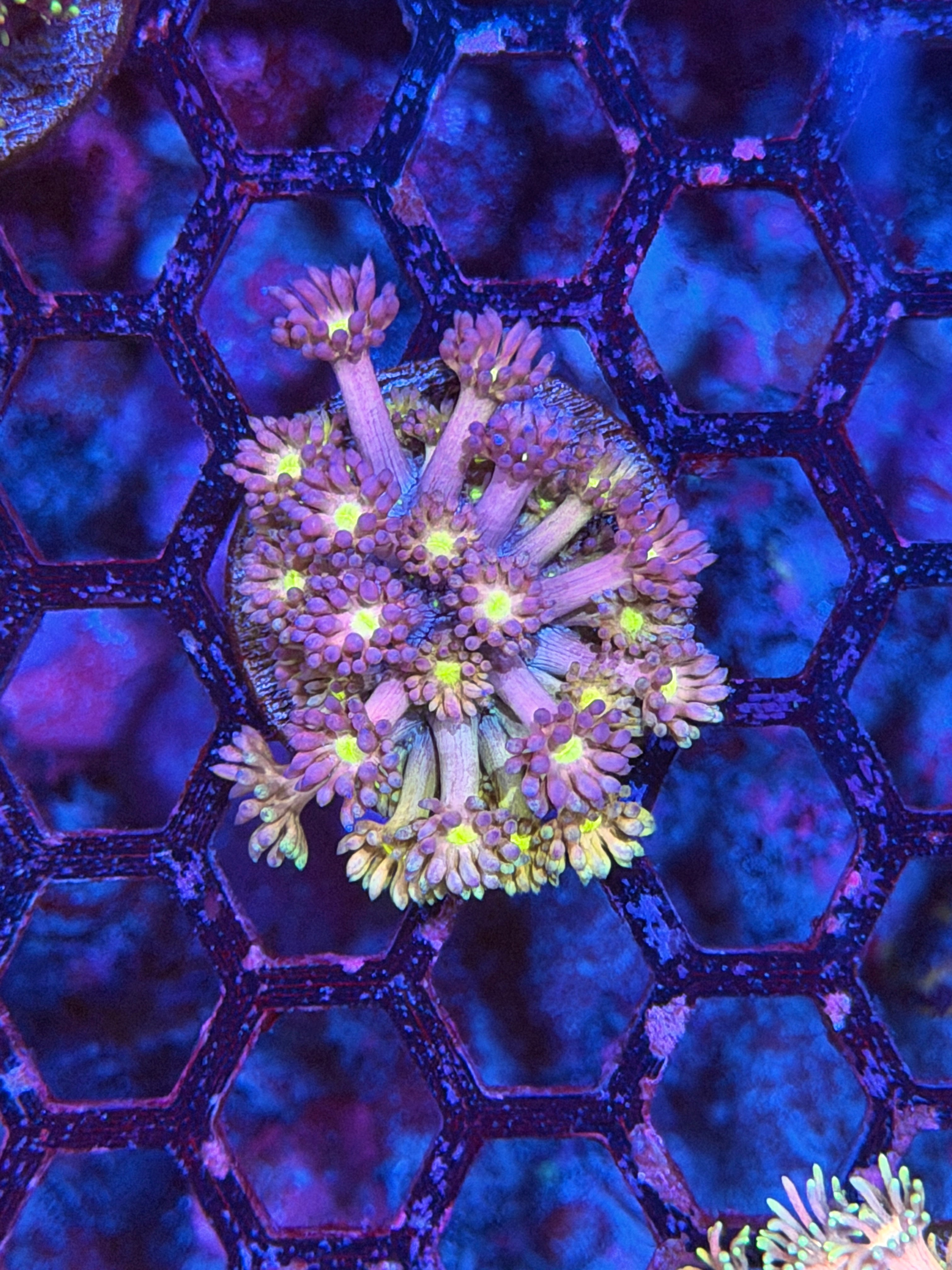 JEA Rainbow Lollipop Goniopora Coral 11/28