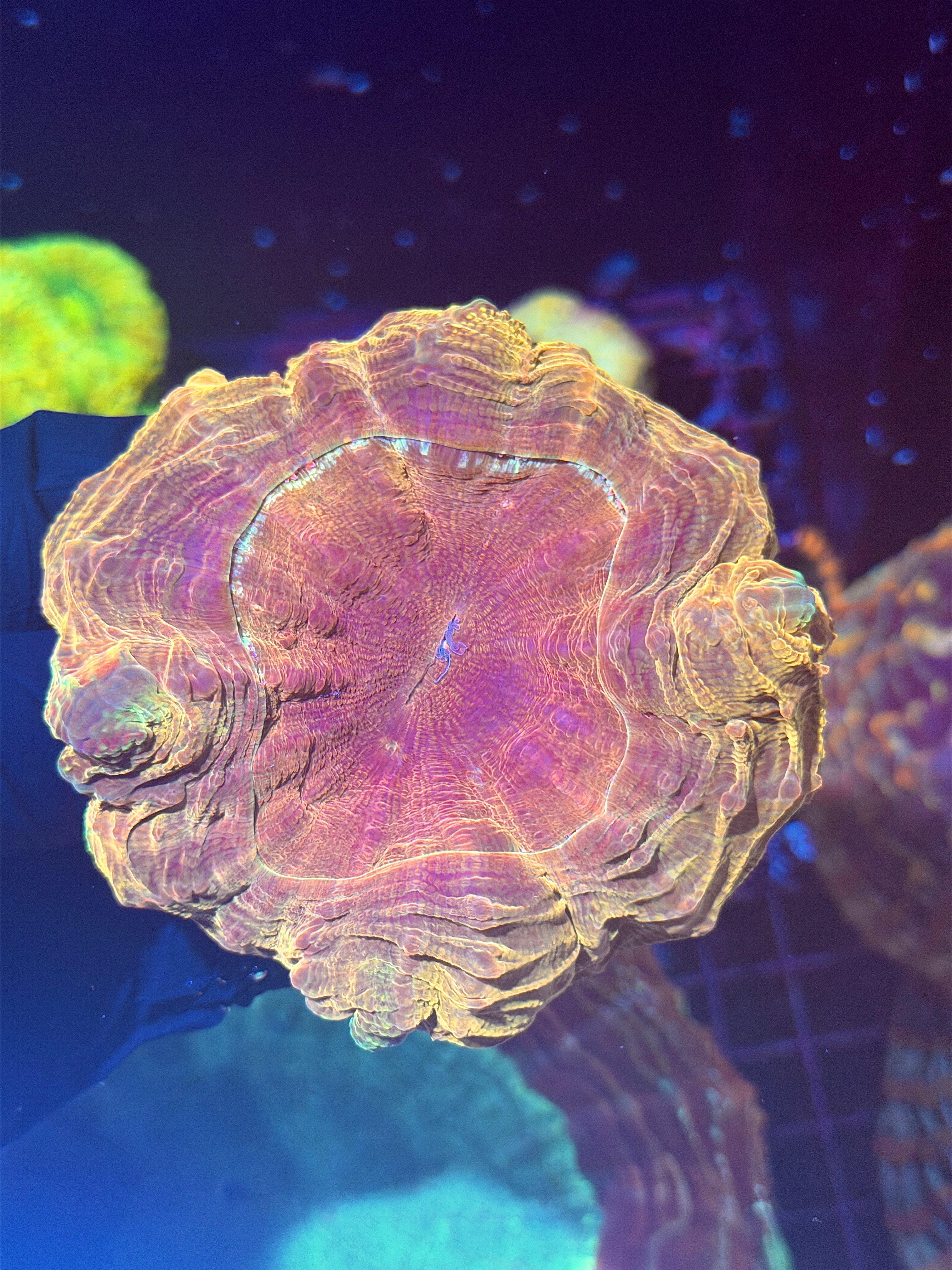 Gold Acanthophyllia Meat Coral XL
