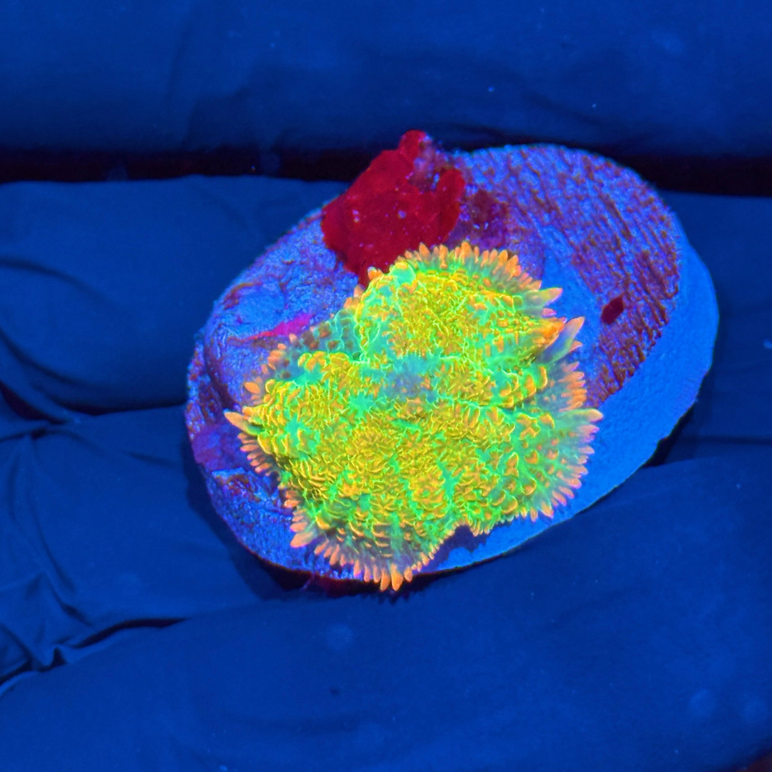 JEA Tequila Sunrise Mushroom Coral 10/12