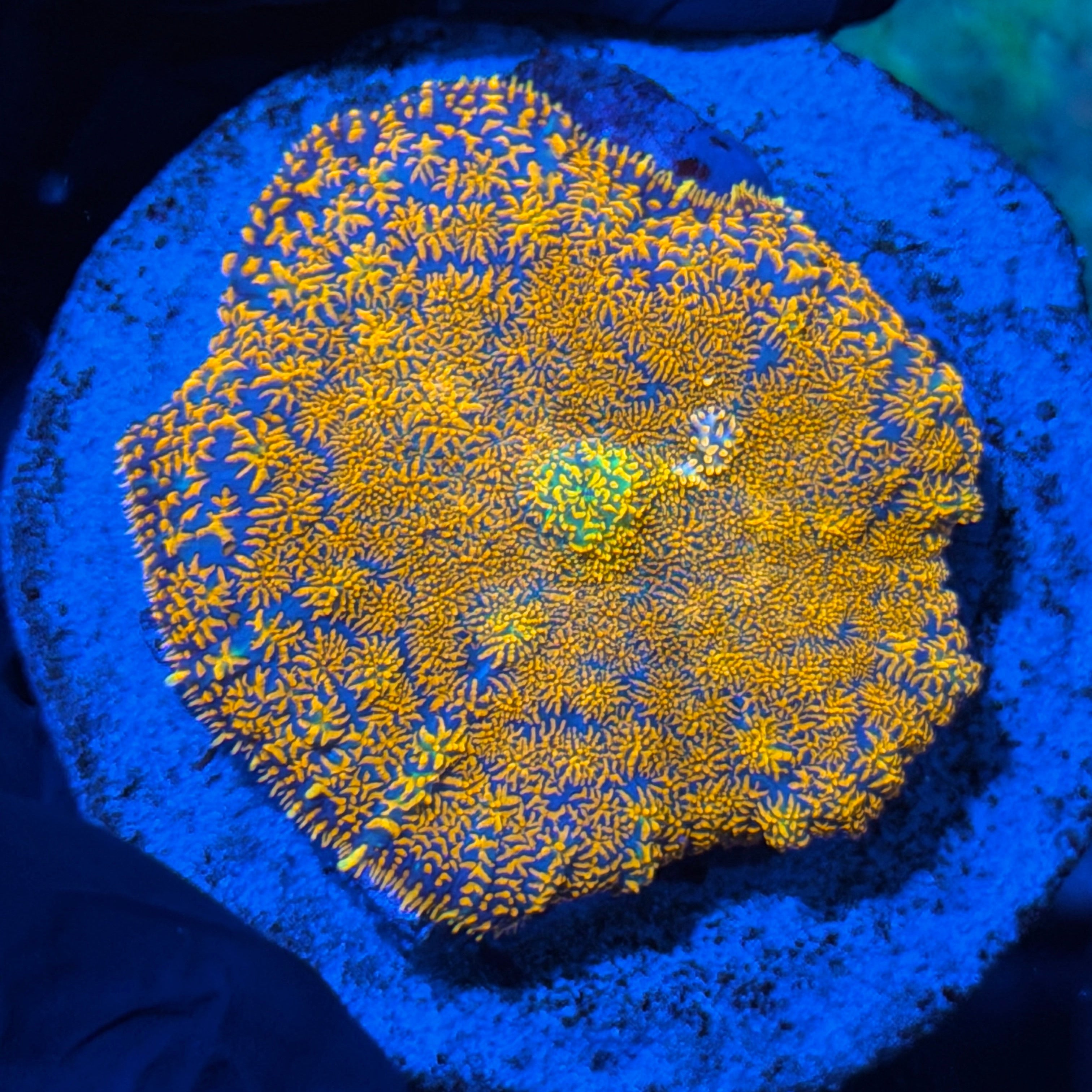 JEA Fire Storm Mushroom Coral XL 2” 2/17