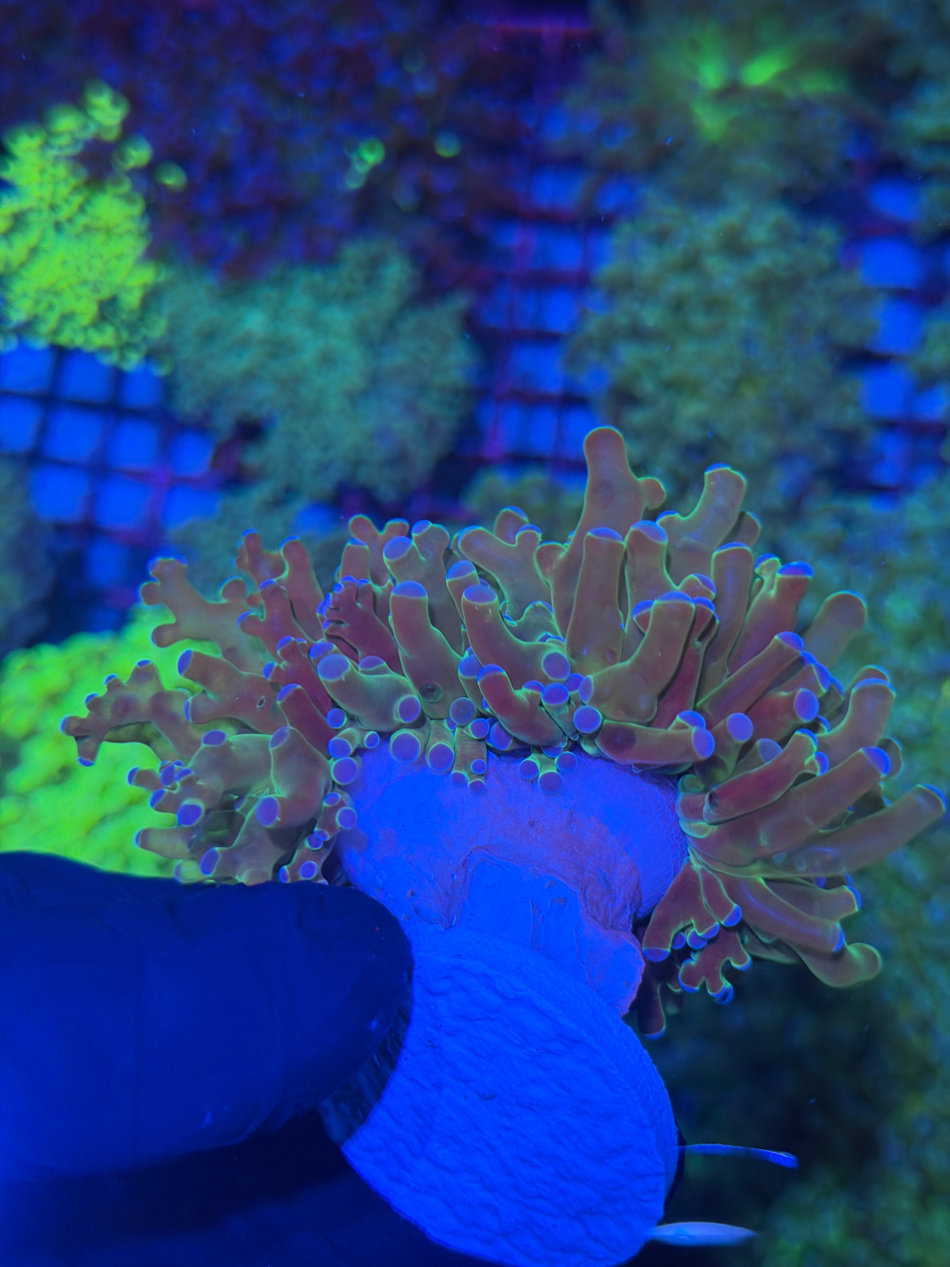 JEA Holy Relic Frogspawn Coral 2 XL Heads 7/21