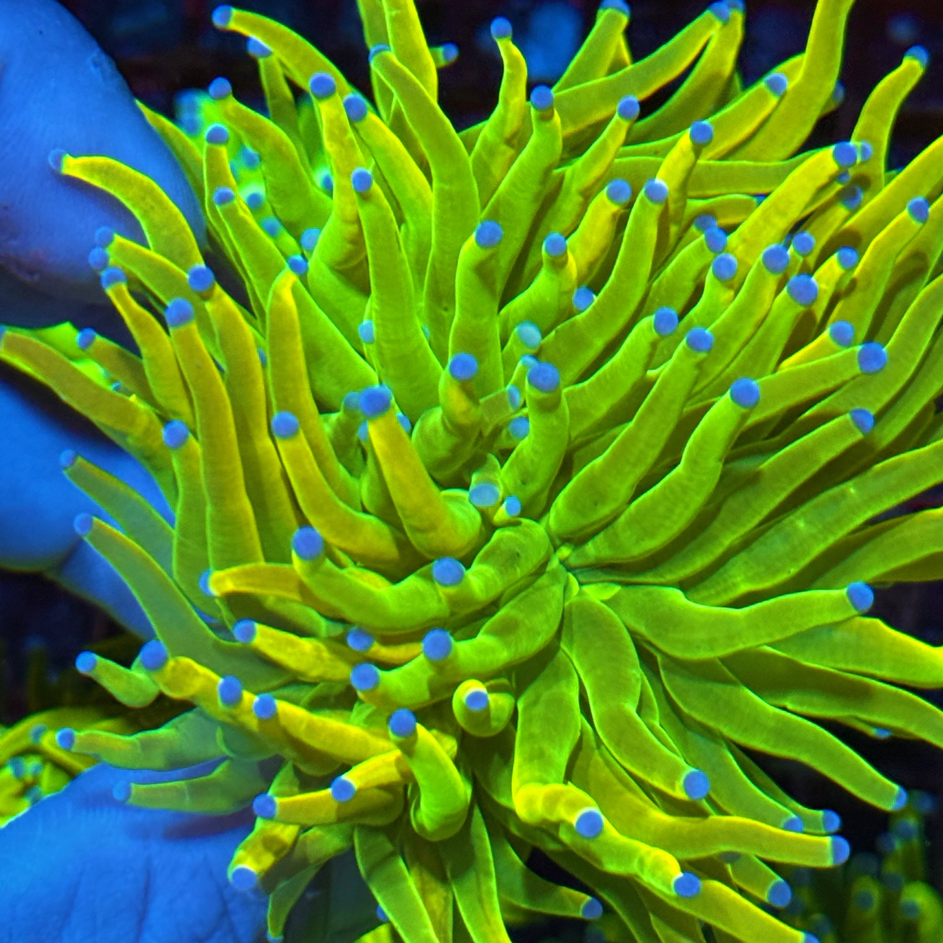 JEA 24K Holy Grail Torch Coral 2 Heads Splitting XXL