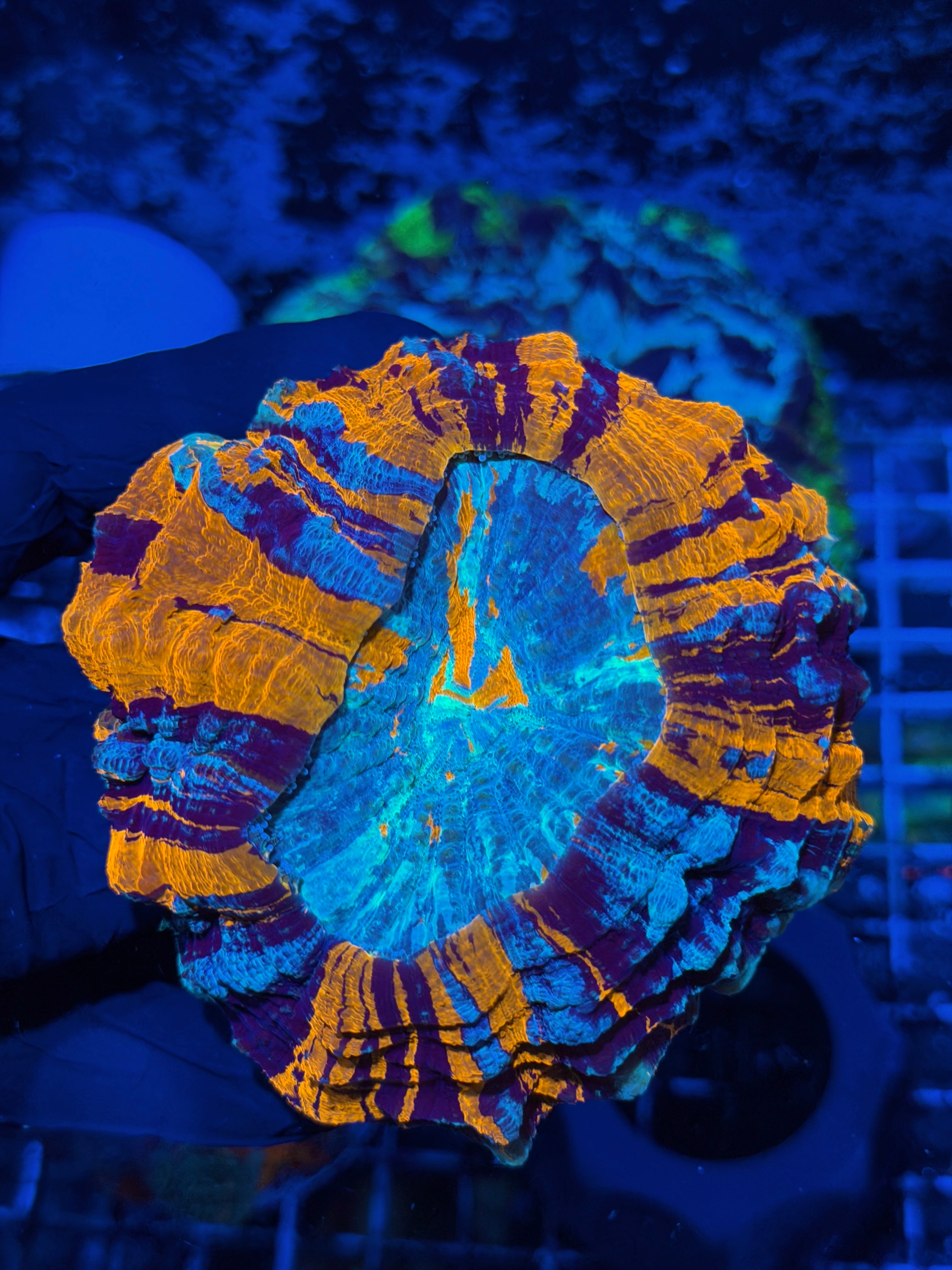 Master Rainbow Acanthophyllia Meat Coral XL