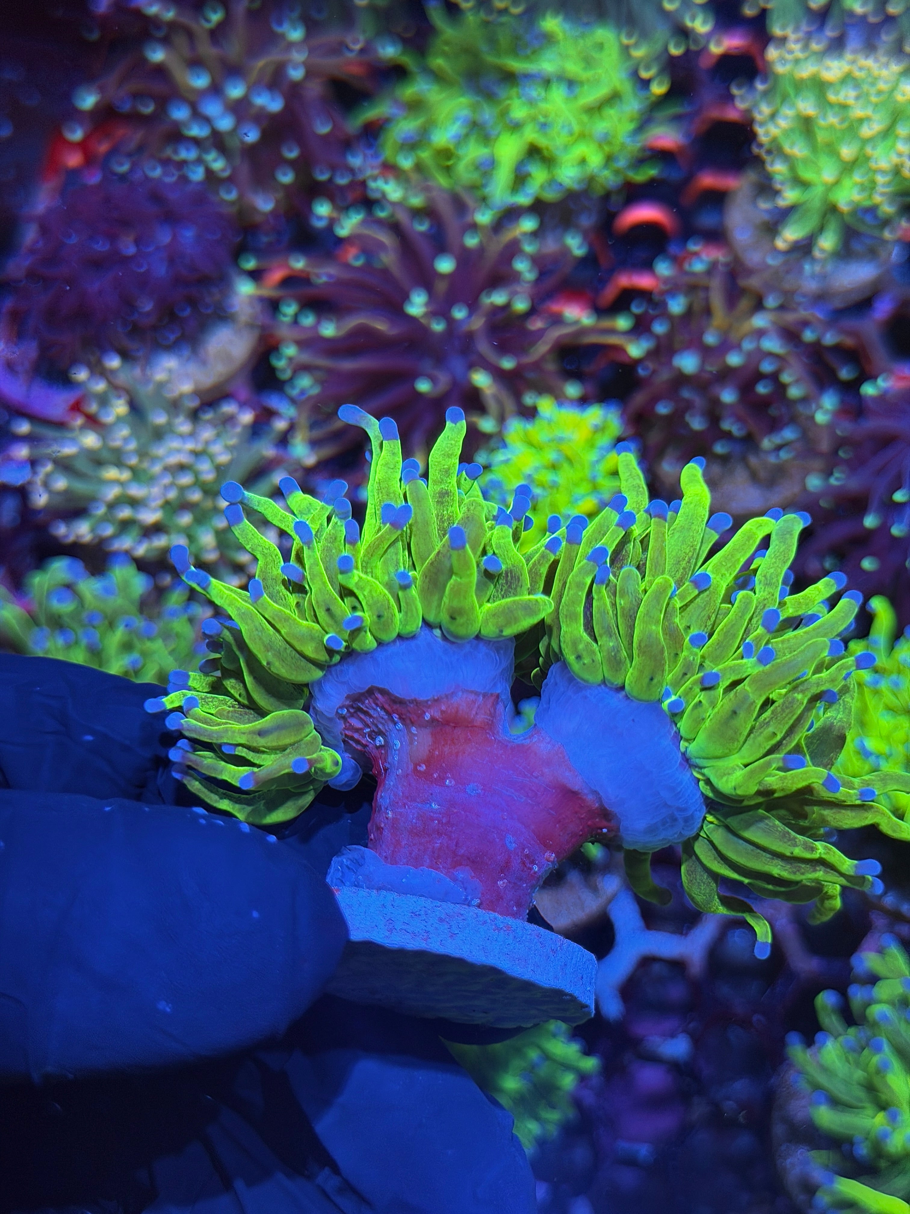 JEA Glitter Holy Grail Torch Coral 2 Heads XXL