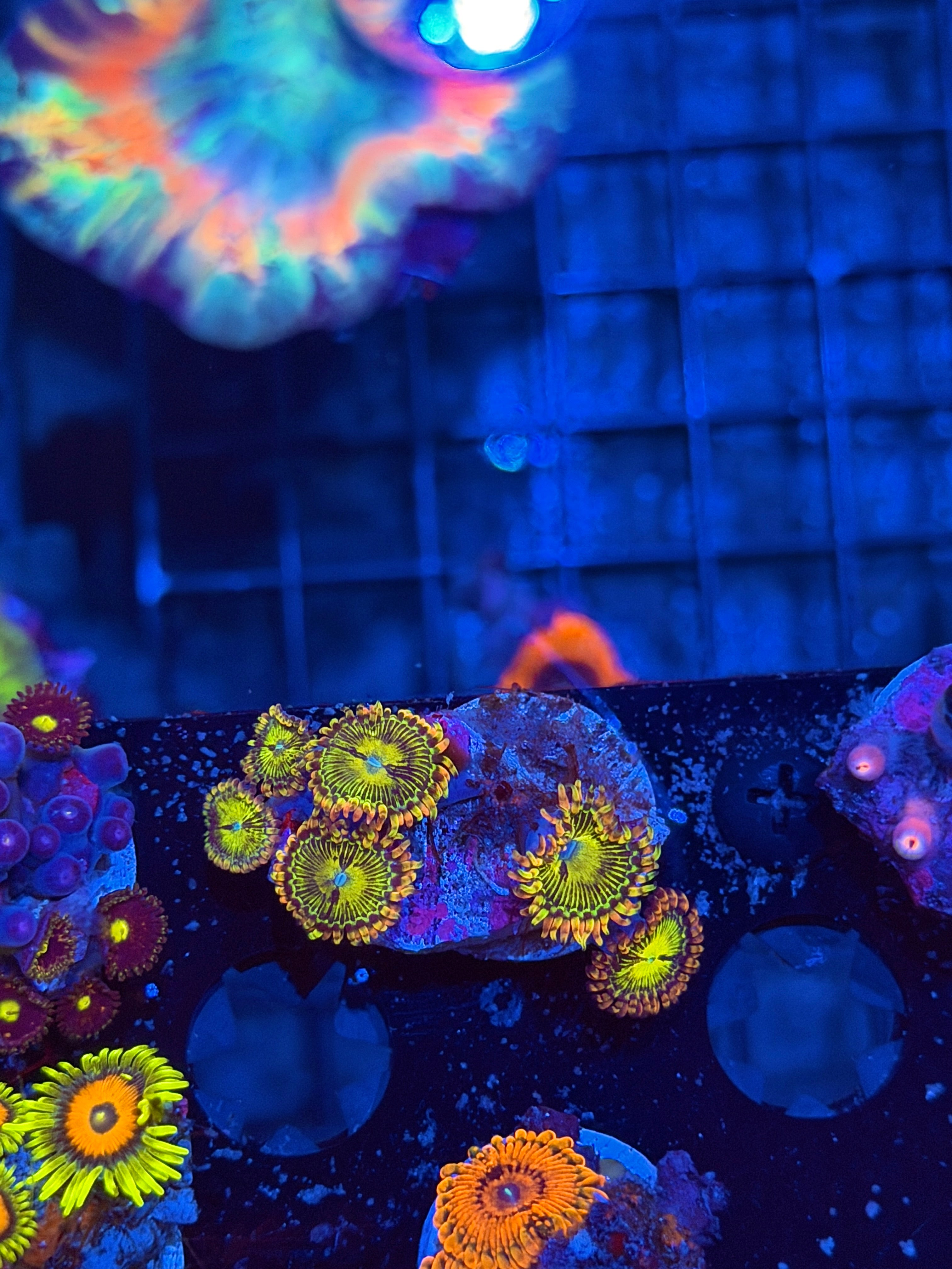 JEA Buttkisser Zoanthid Coral 6 Polyps