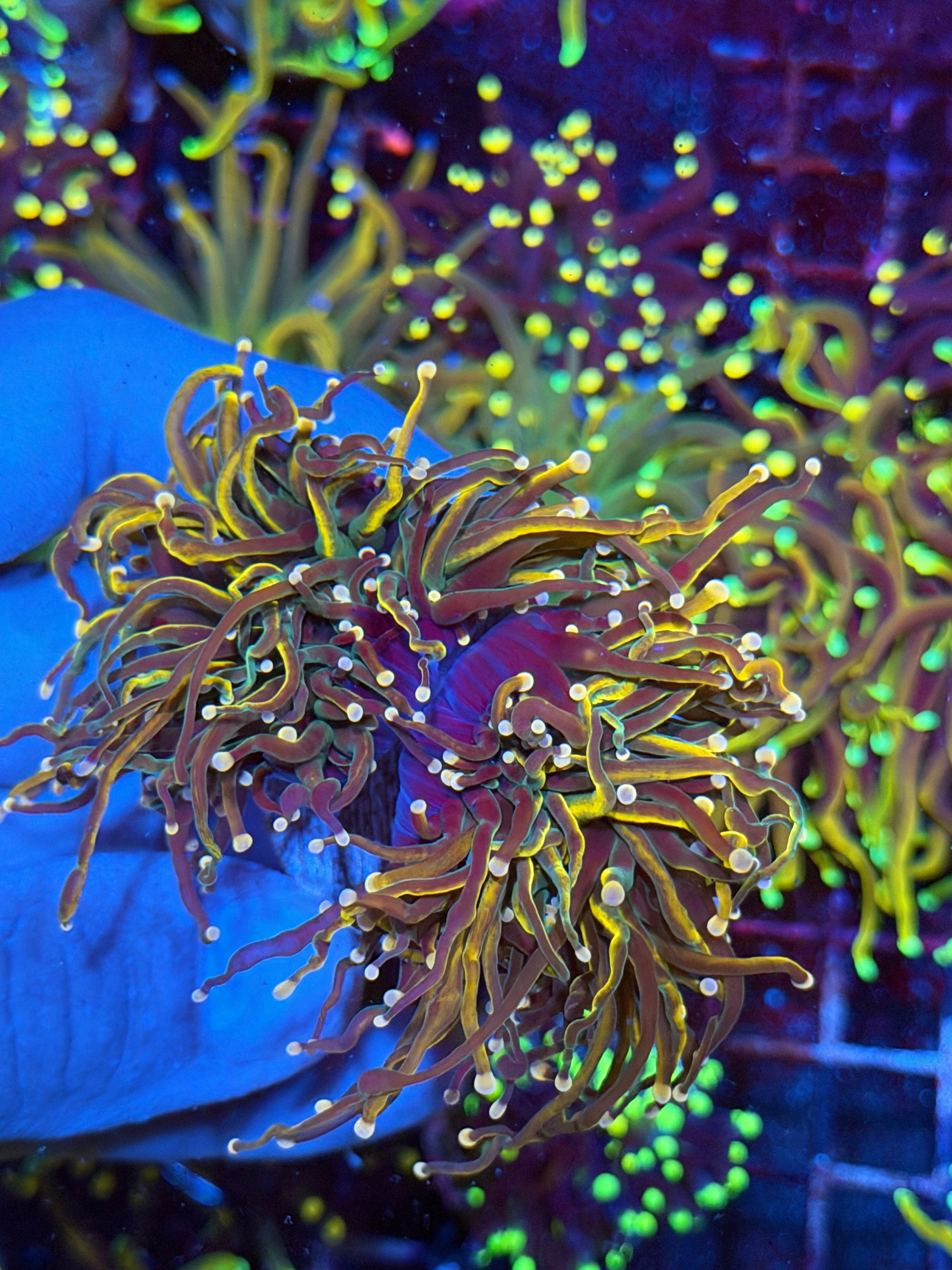 JEA Rapunzel Torch Coral 2 Heads XXL