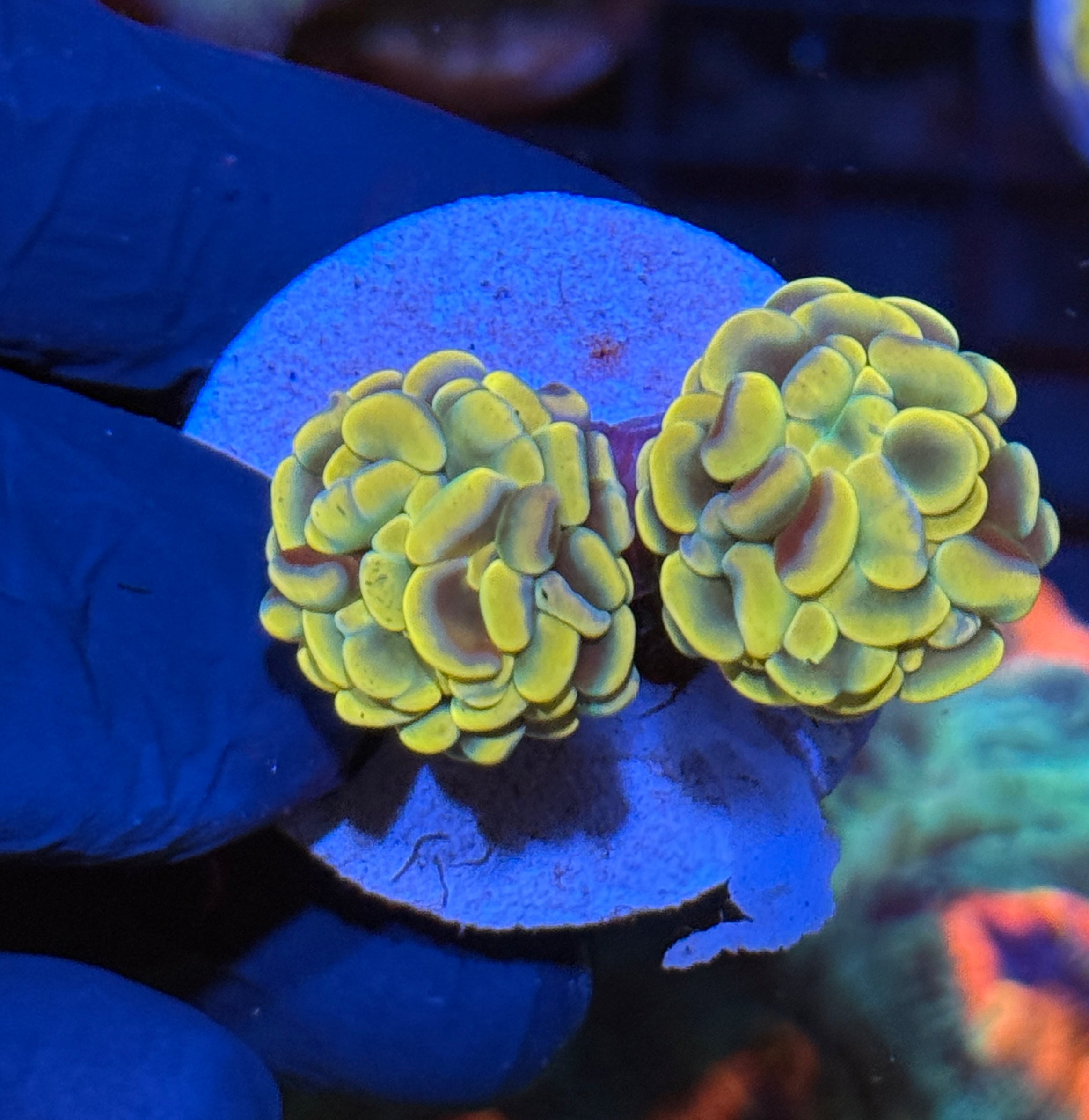 JEA Golden Boy Hammer Coral 2 Heads