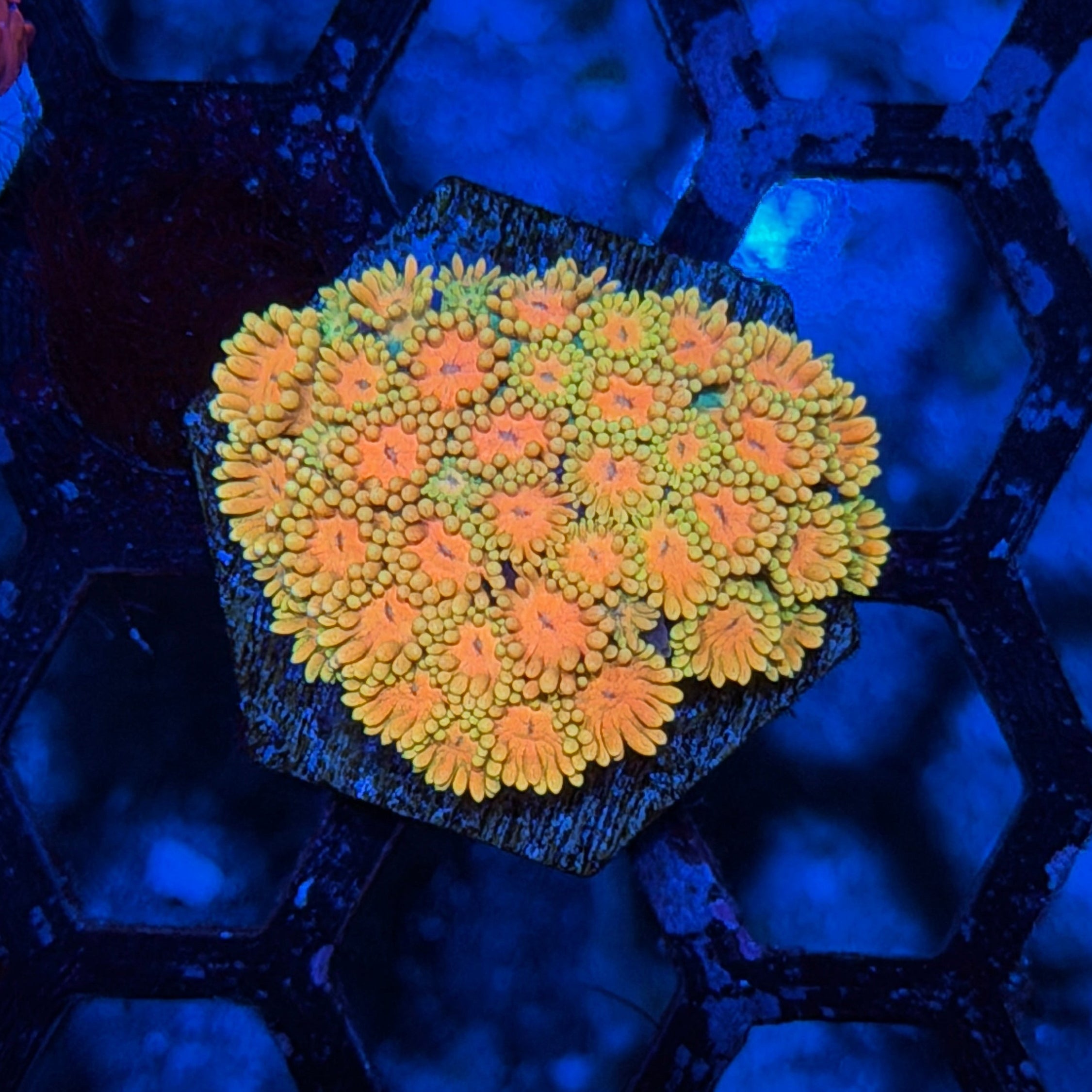 Jay's Exotic Corals