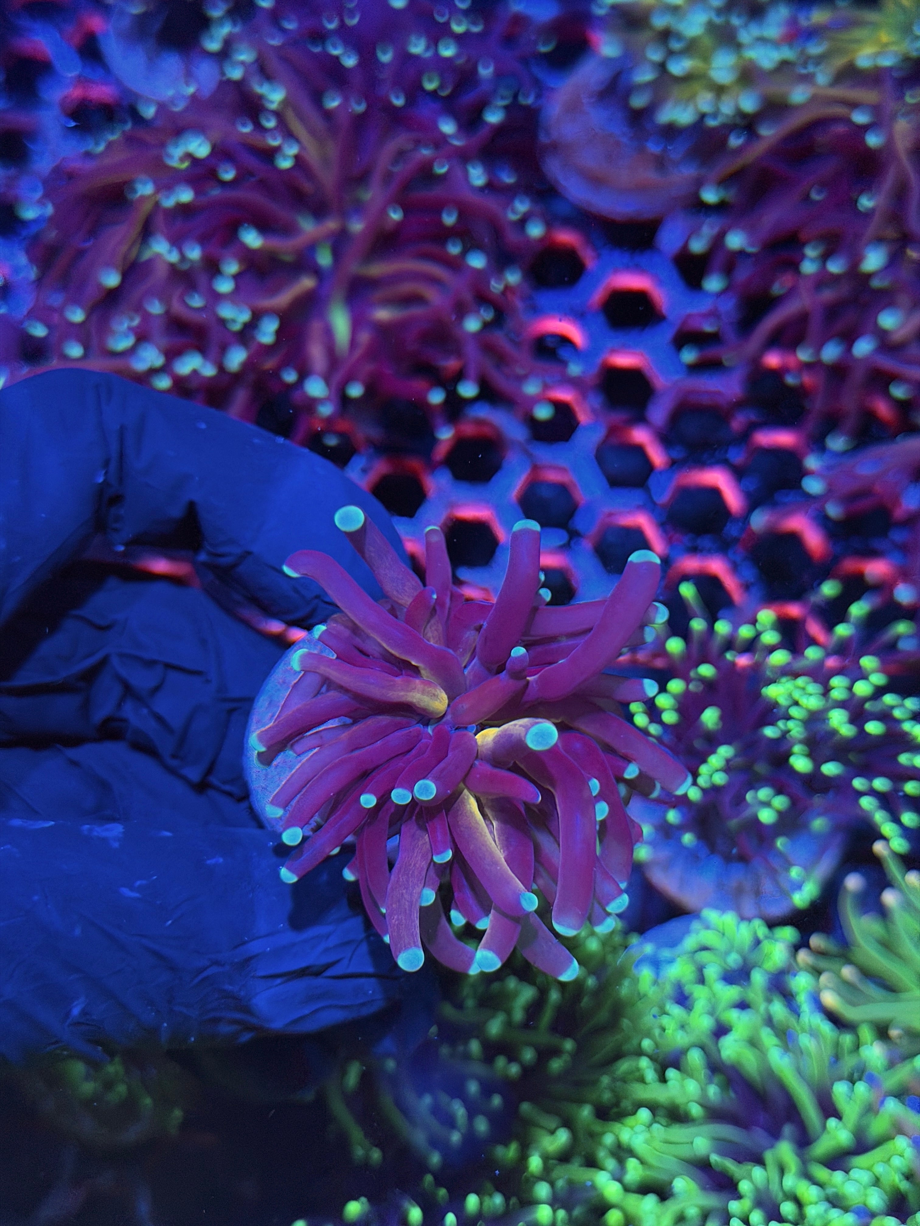 JEA Tiger 2.0 Torch Coral 1 XL Head