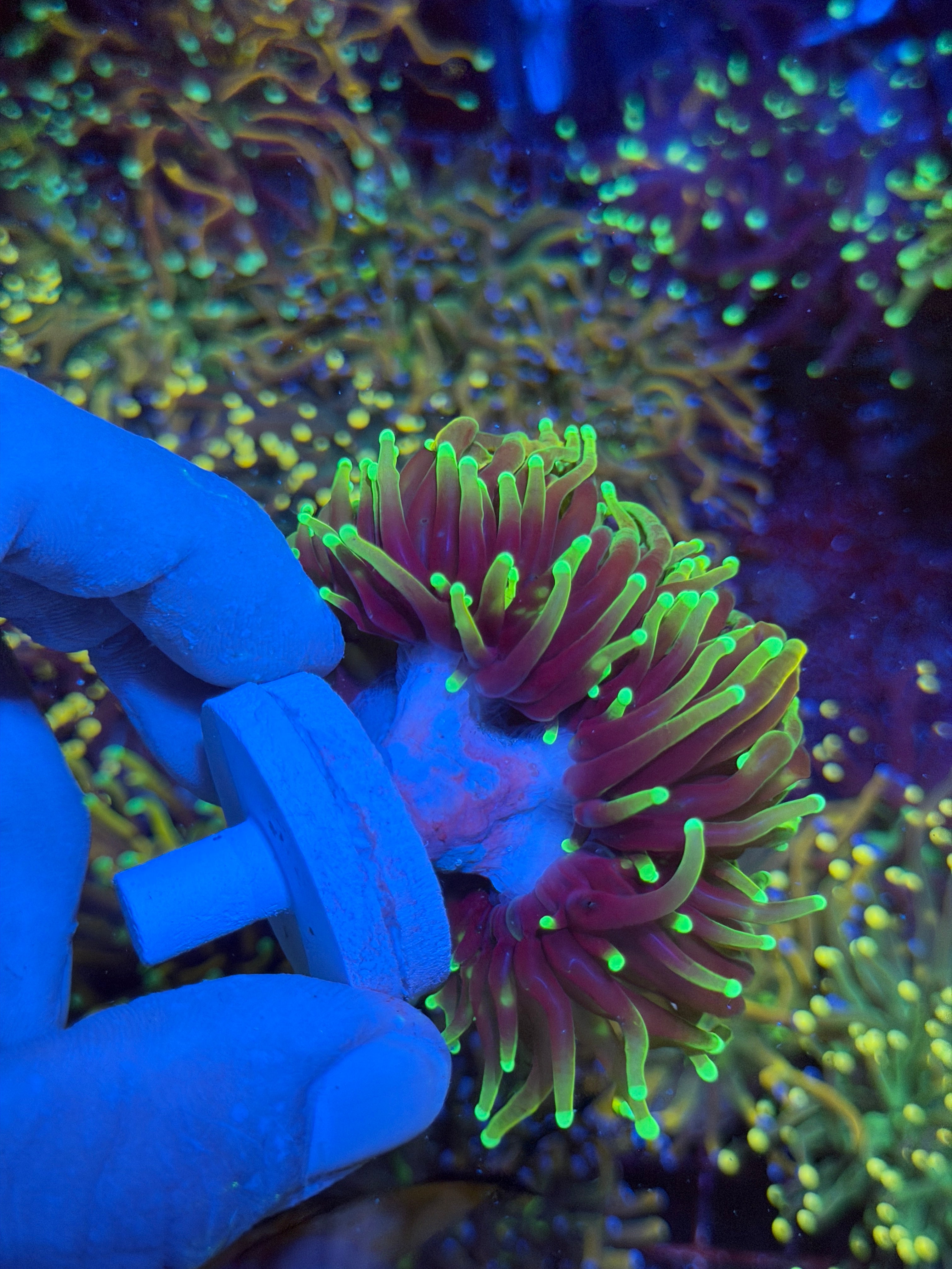 JEA Dragon Fire Torch Coral Mini Colony XXXL #2 6/3