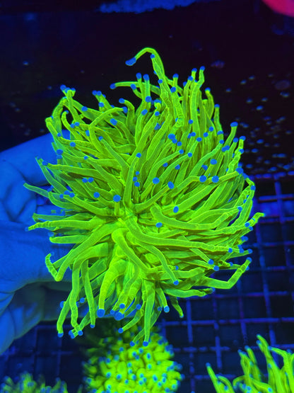 Jay's Exotic Coral Auctions