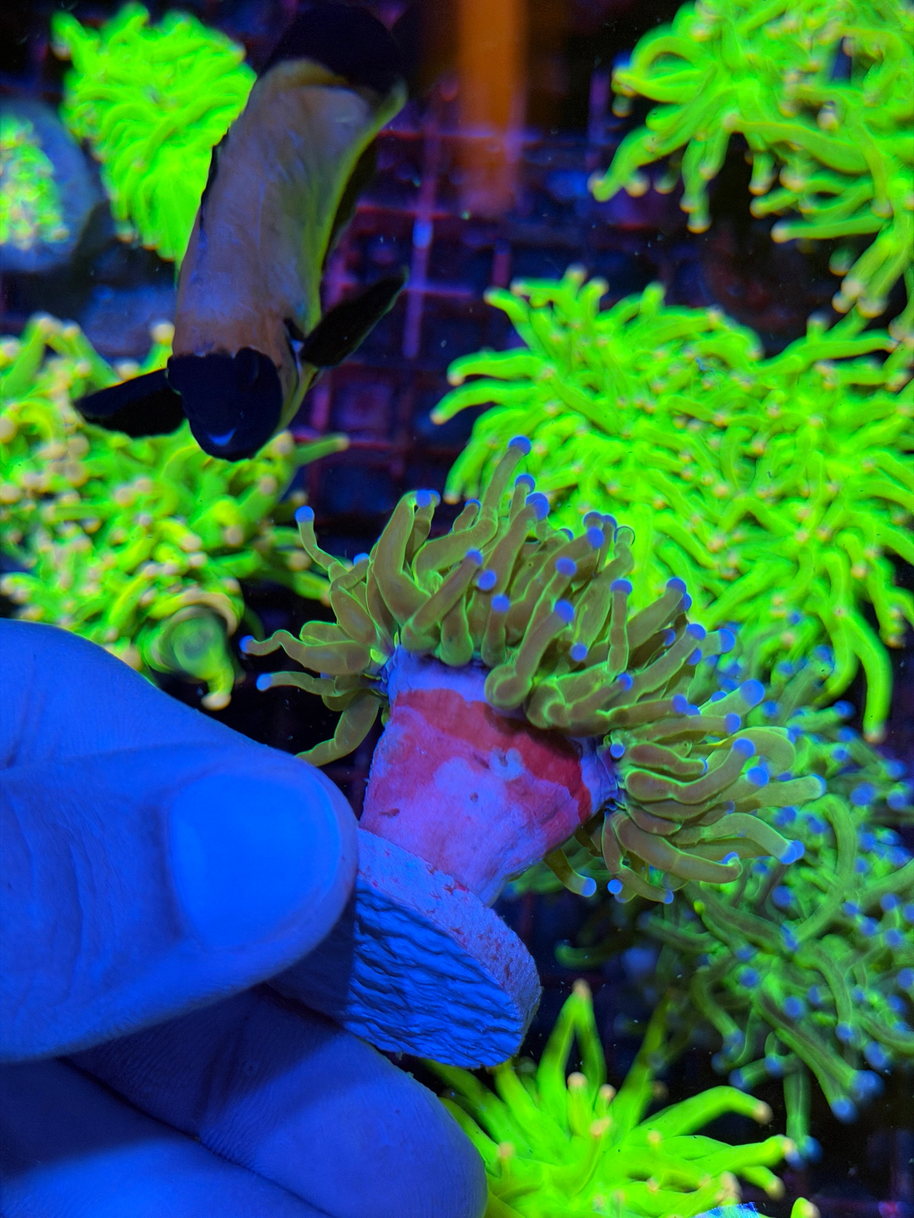 JEA Yellow Holy Grail Torch Coral 1 XXL Head