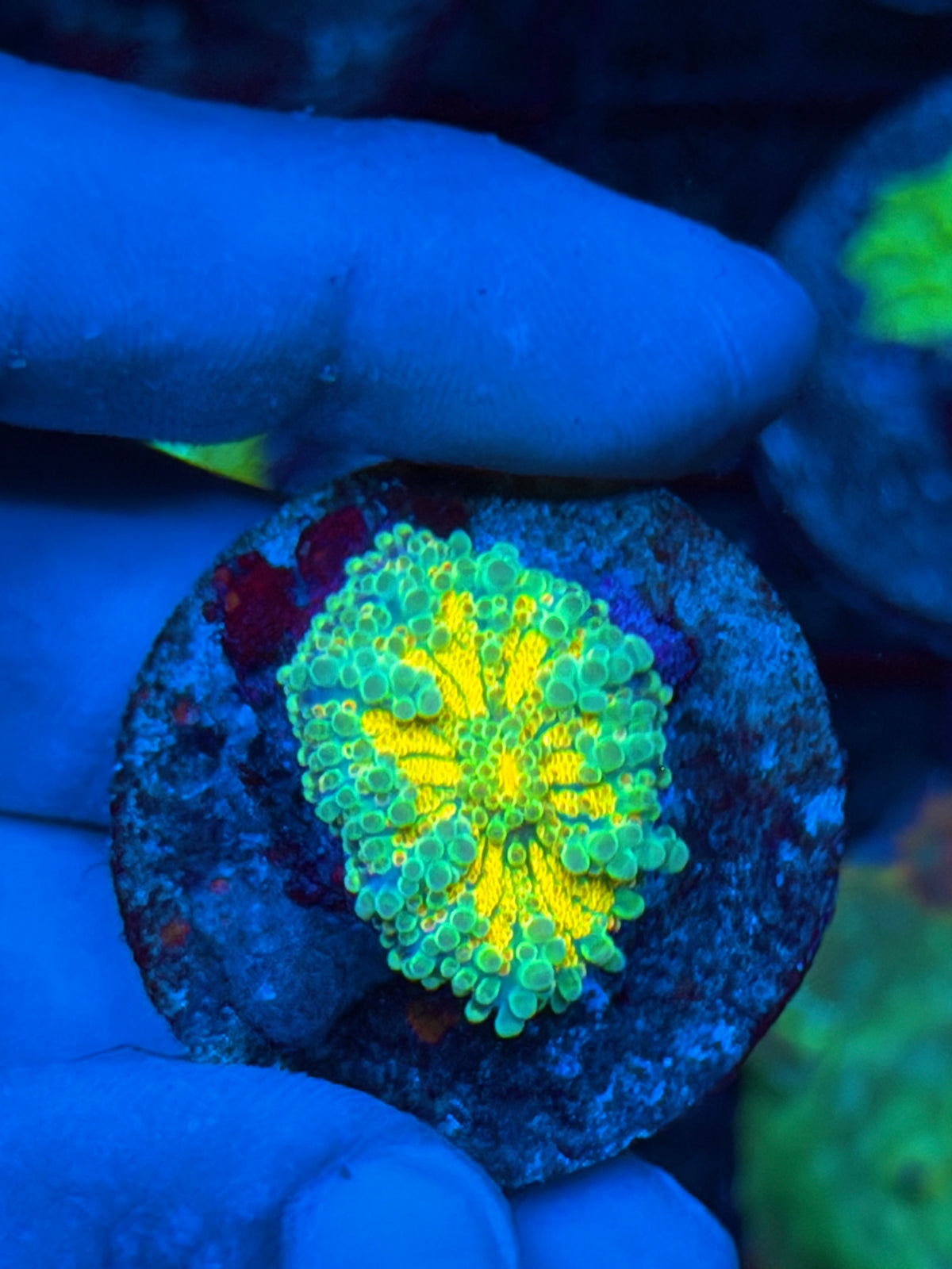 JEA Metropolis Yuma Mushroom Coral 9/21