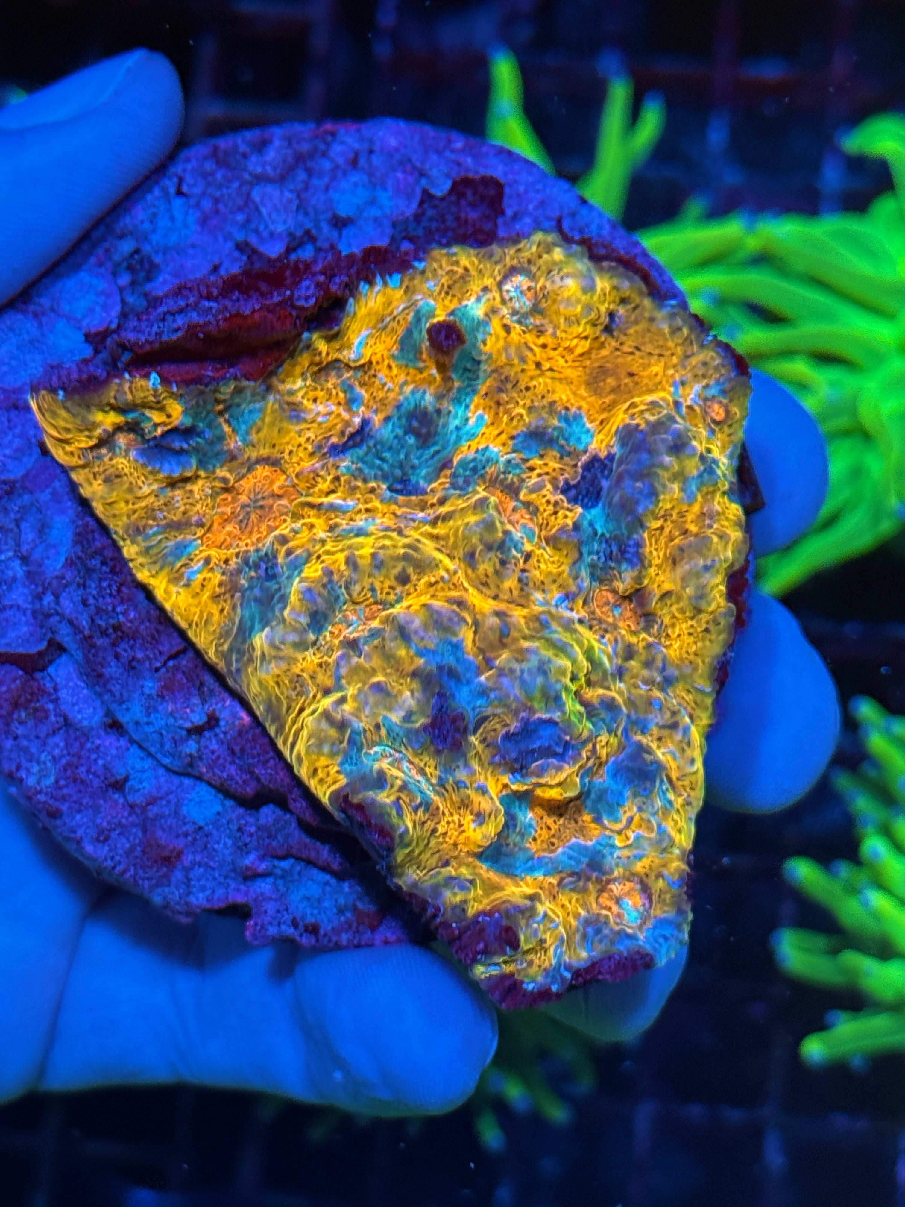 Goku Chalice Coral Colony XL