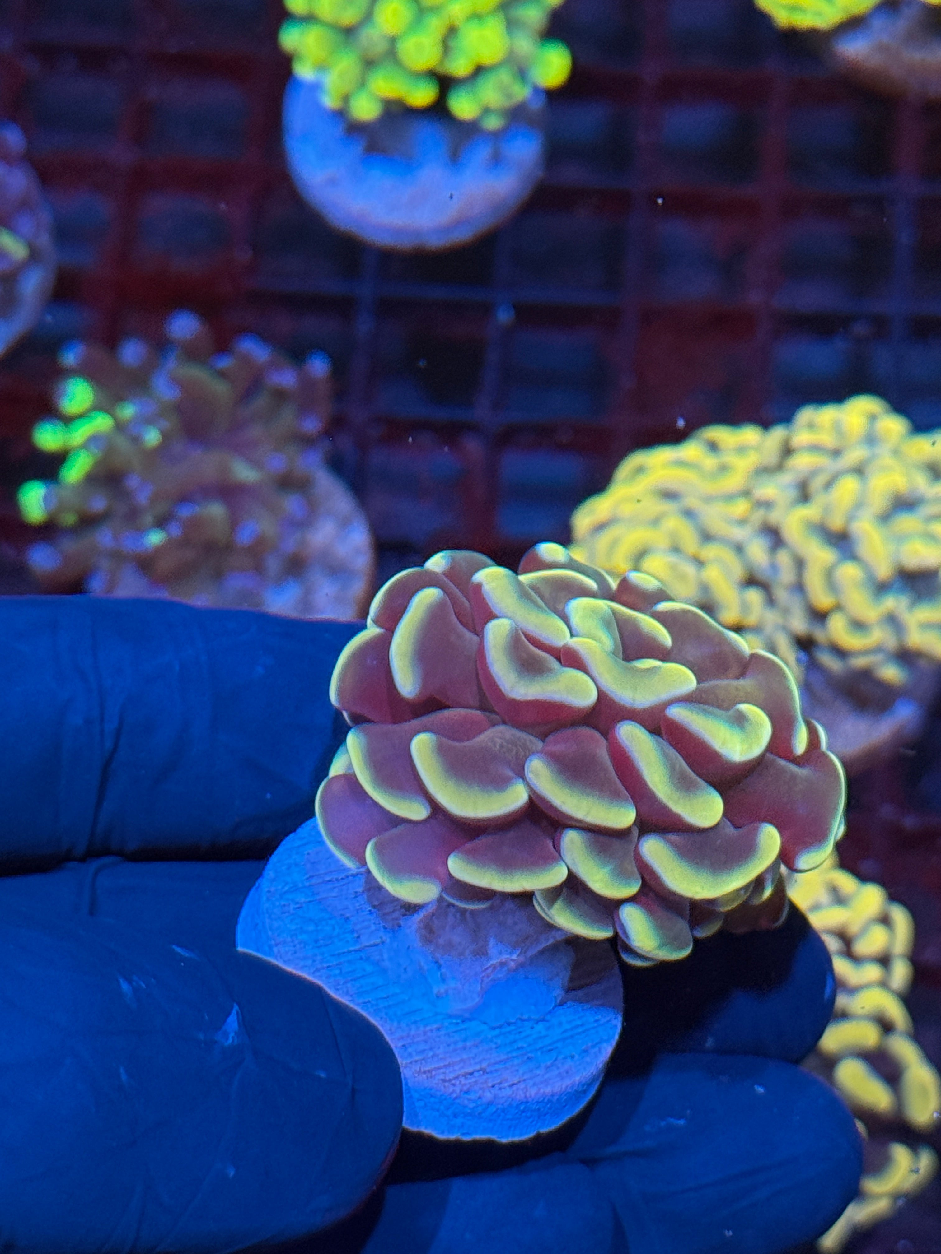 JEA Golden Arrow hammer Coral 10/12