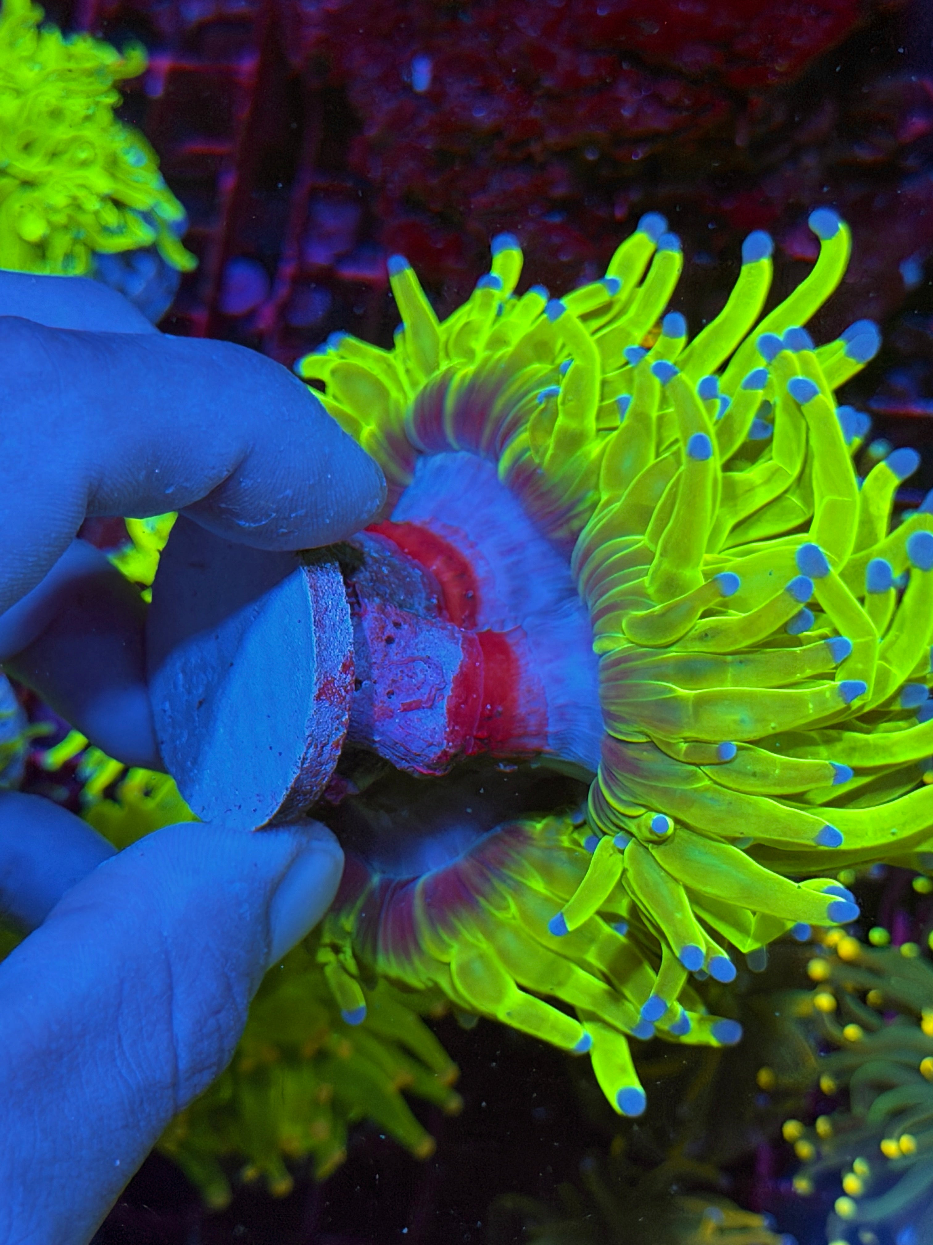 JEA 24K Holy Grail Torch Coral Mini Colony Cluster XXXL Show Piece 6/3