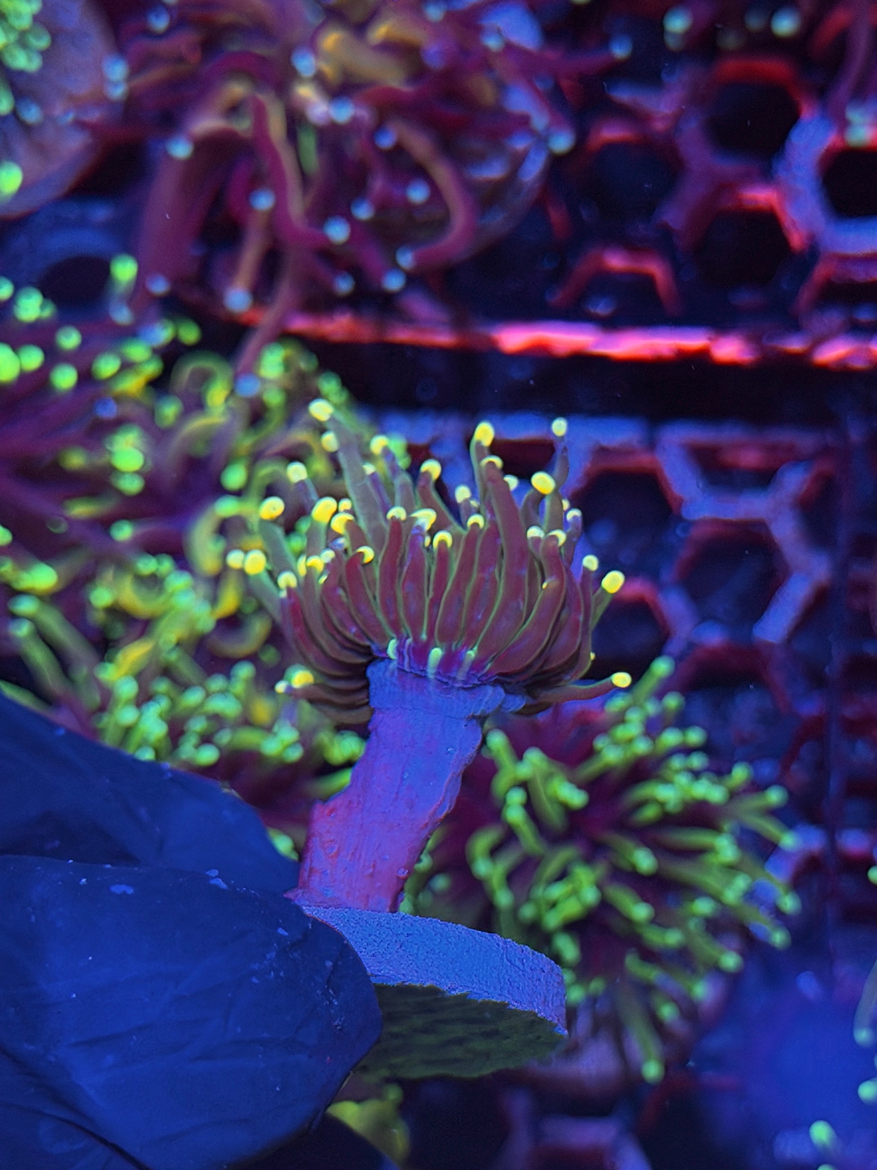 JEA Lemon Drop Torch Coral 1 Head