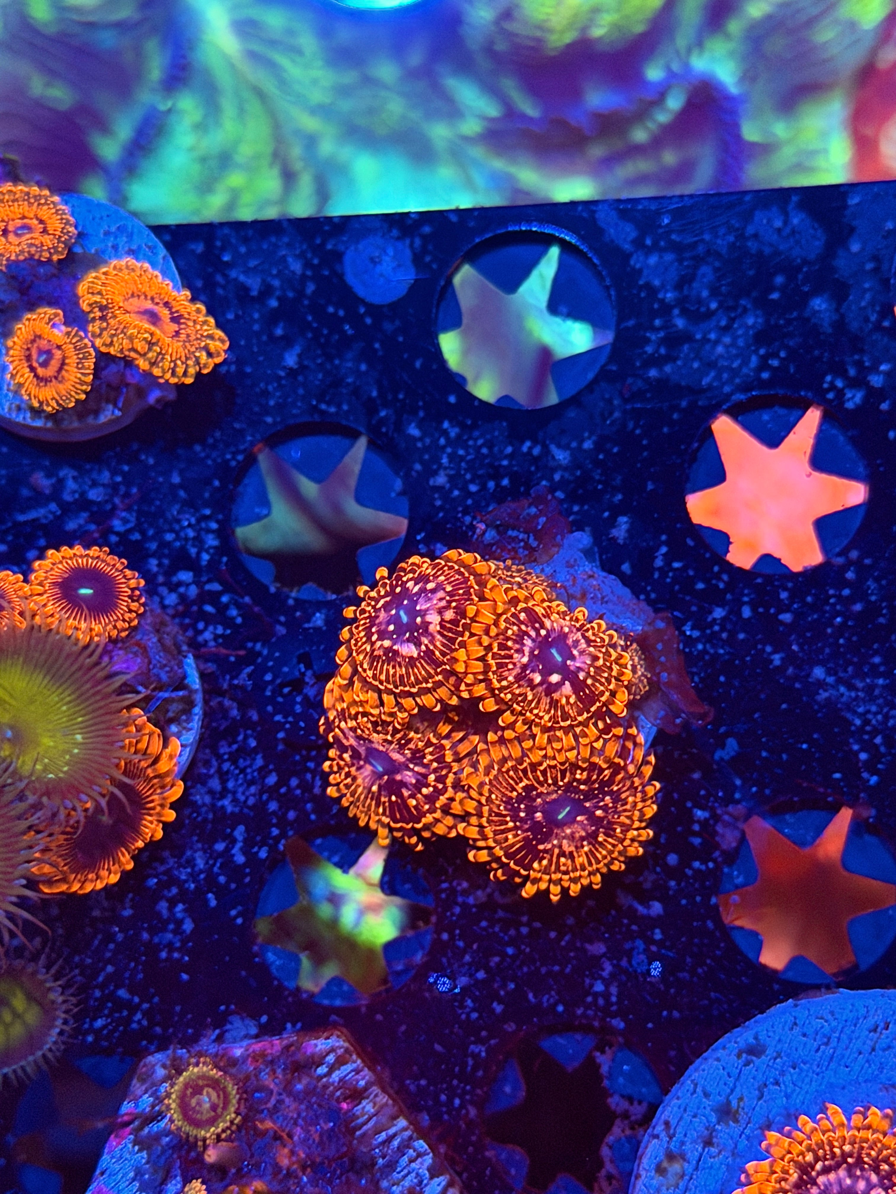 JEA Utter chaos Zoanthid Coral 6 +Polyps XL