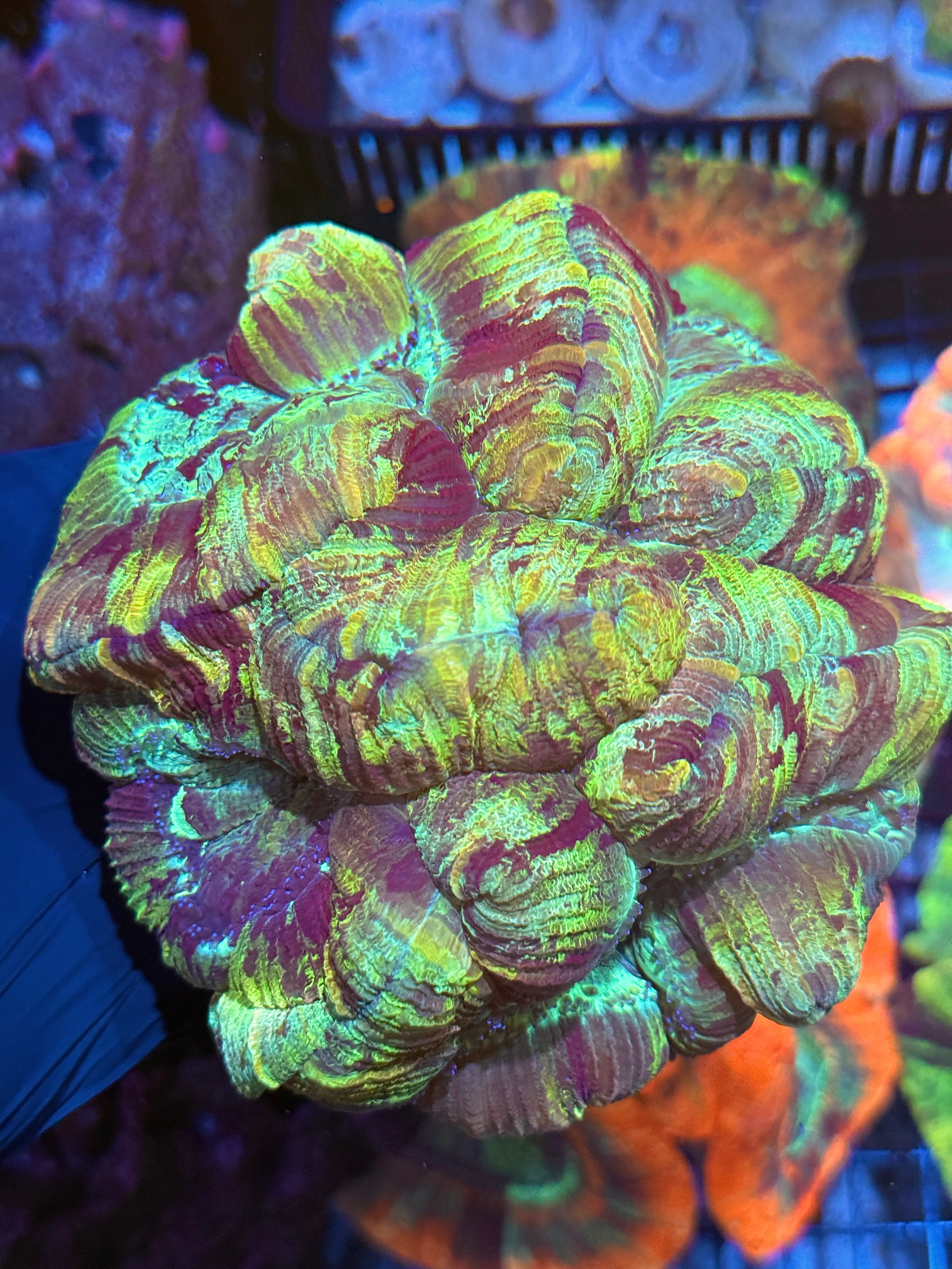 Insane Multi Color Camo Trachyphyllia Wellso Meat Coral