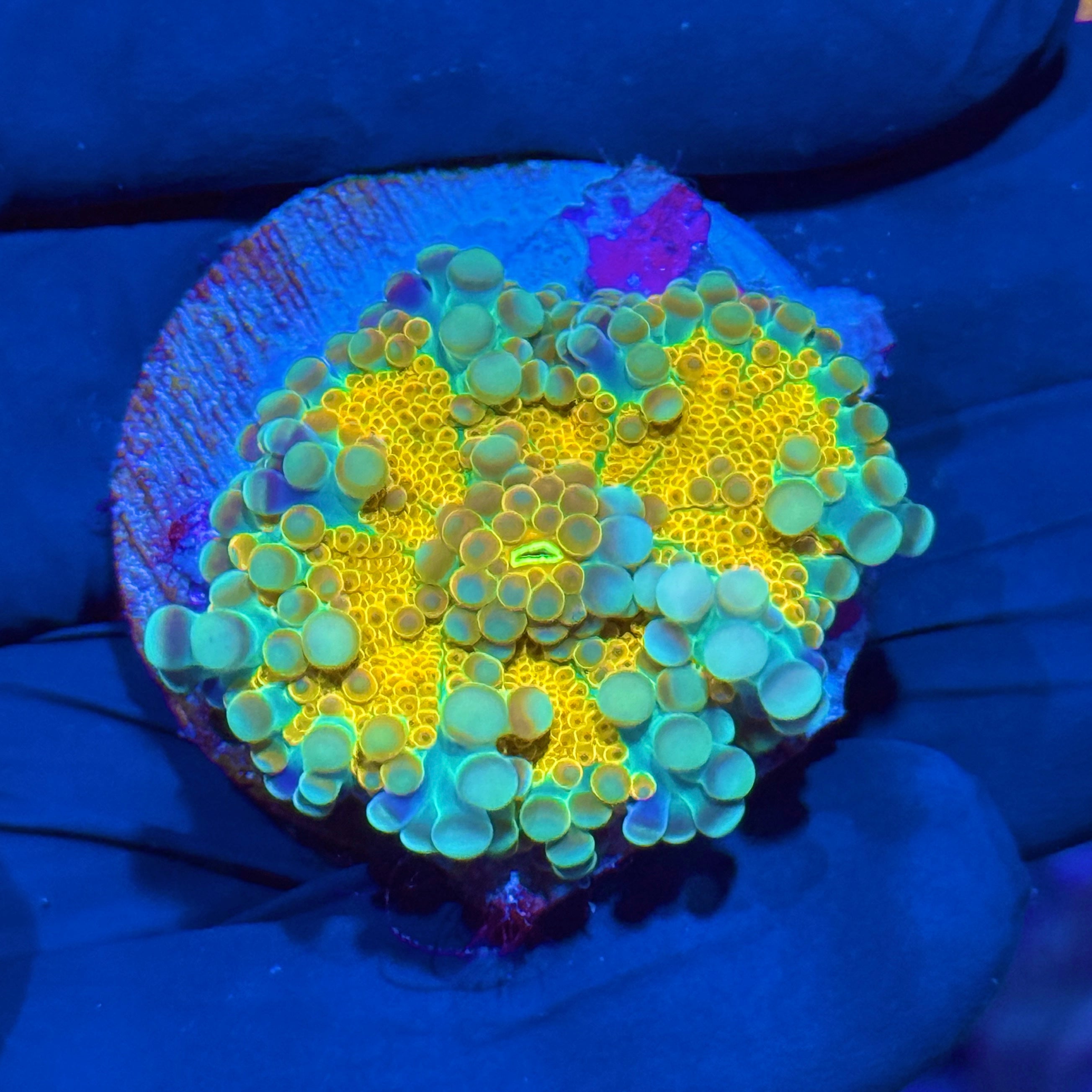 JEA Fusion Strike Yuma Mushroom Coral