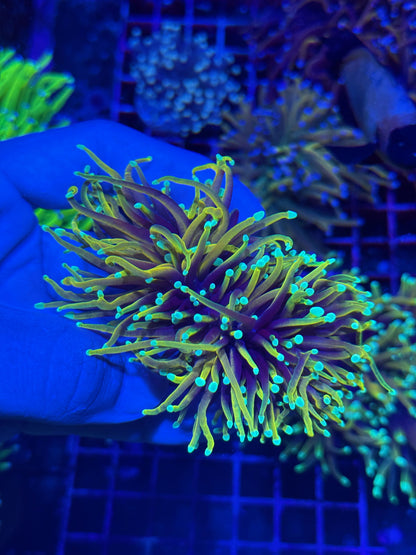 Jay's Exotic Coral Auctions