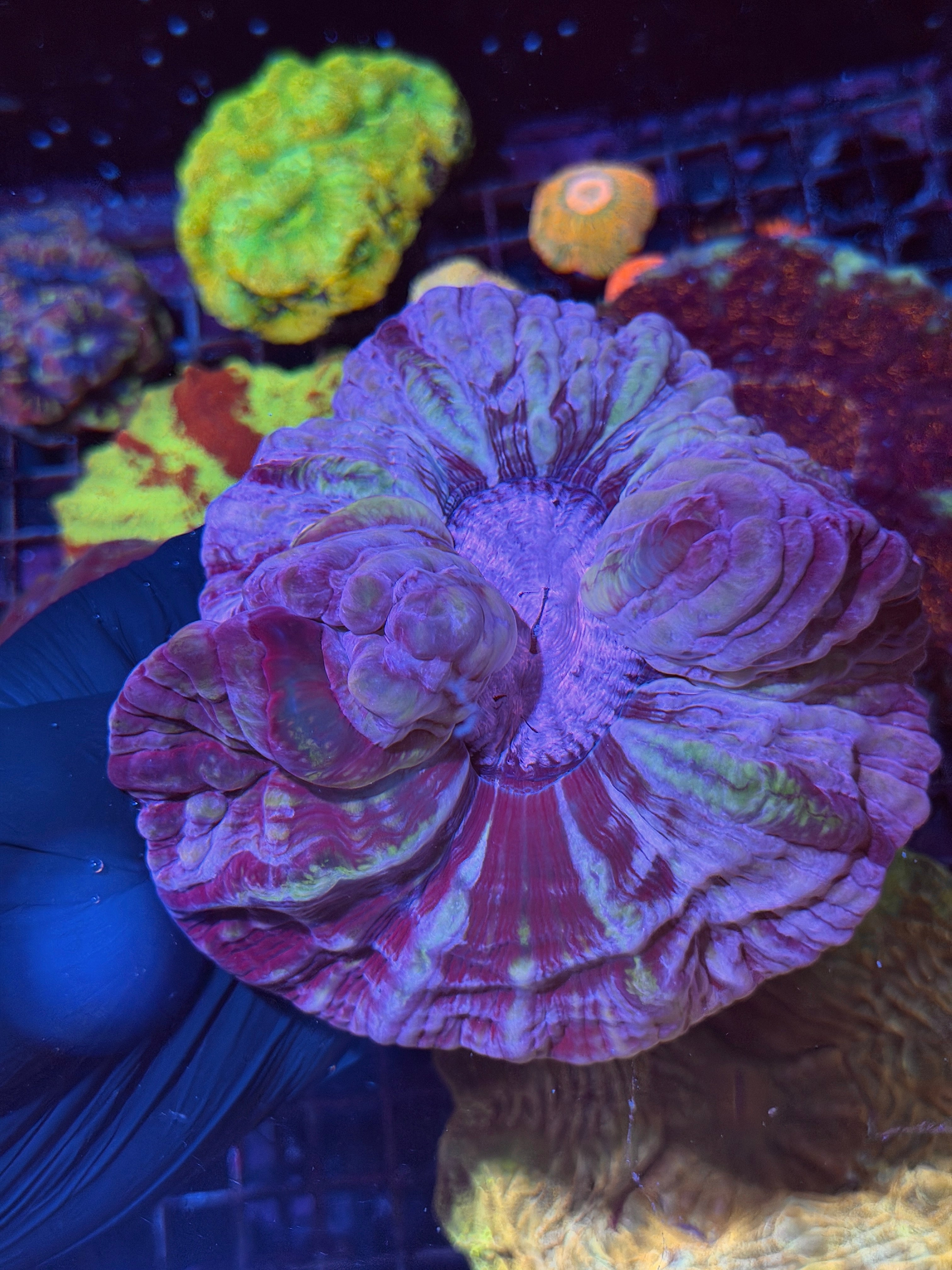 Insane Purple Indophyllia Meat Coral XXL Show Piece