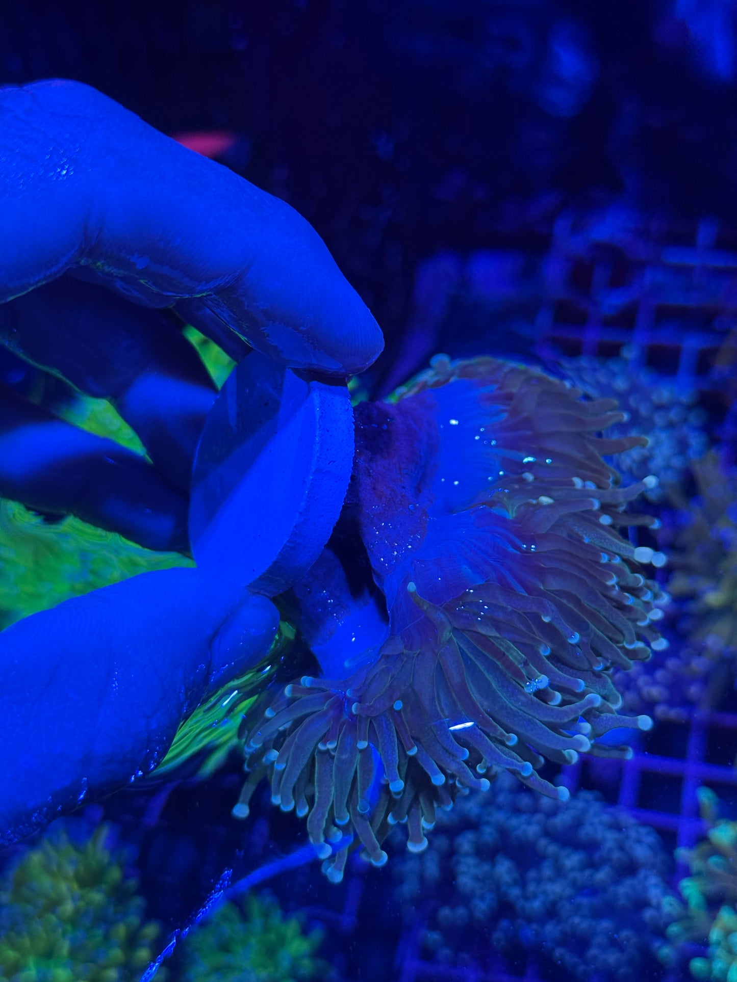 JEA White Tip Snakeskin Torch Coral Mini Colony XXL Show Piece