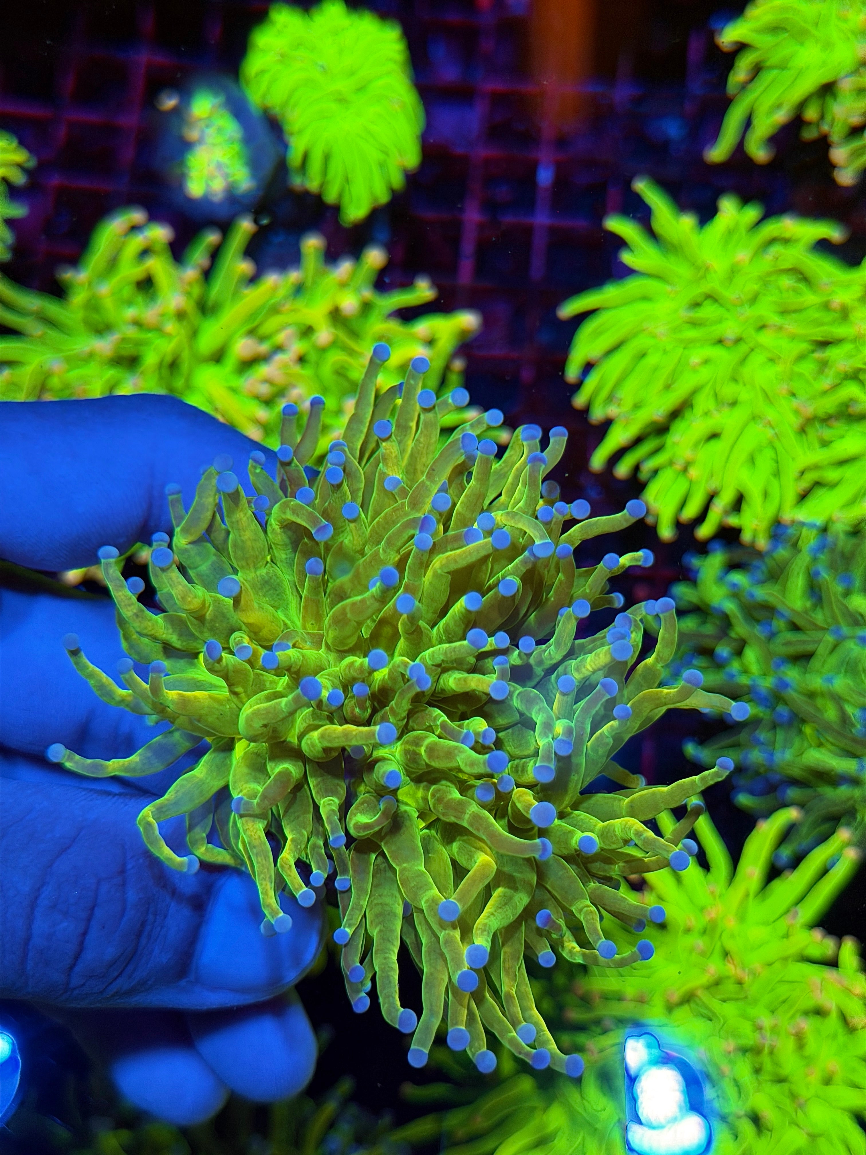 JEA Oddball Holy Grail Torch Coral 2 XL Head
