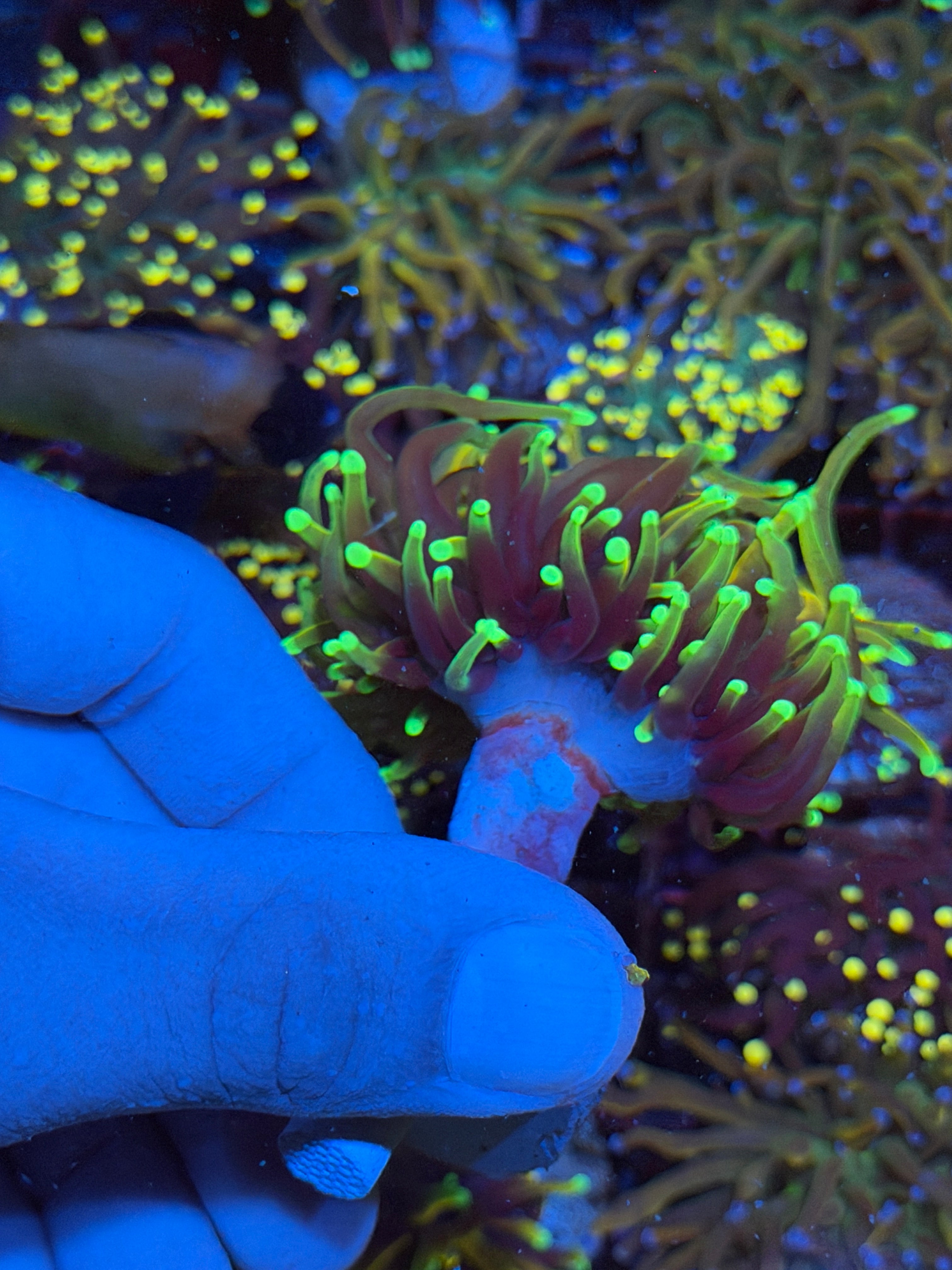 JEA Dragon Fire Torch Coral 2 Heads XL