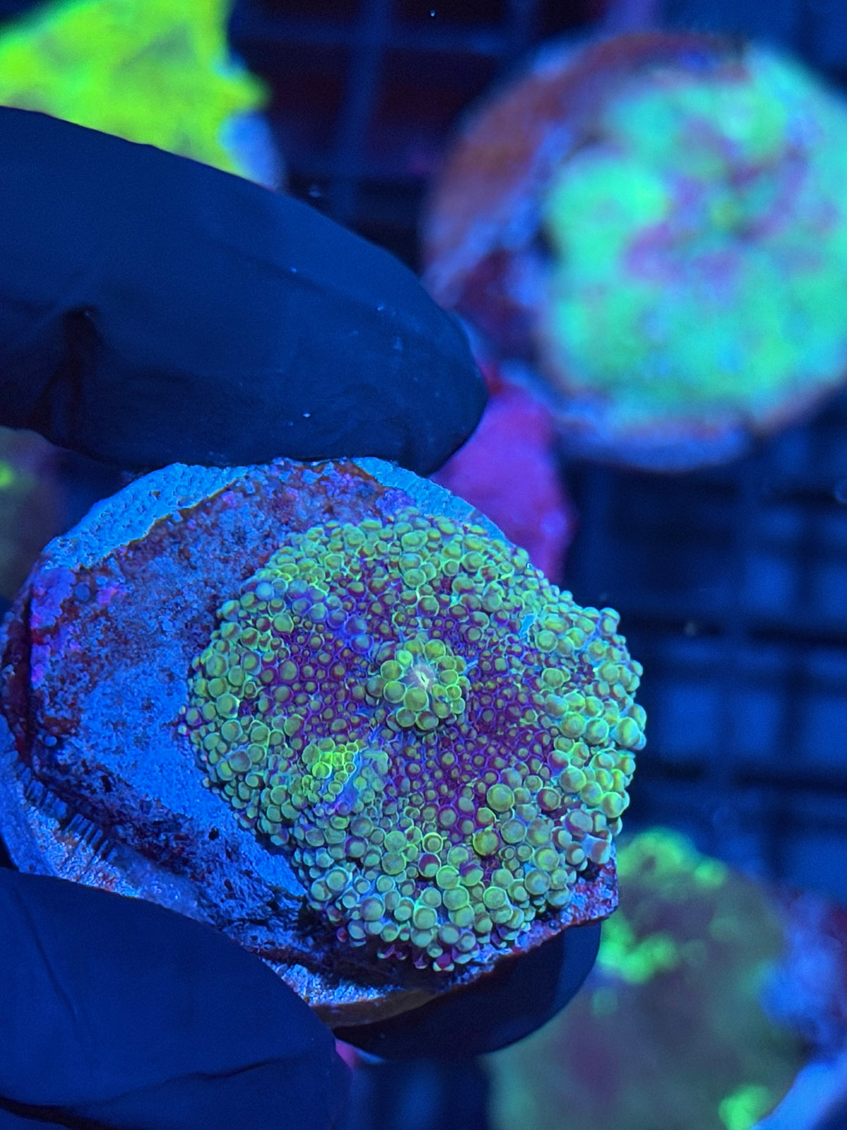 JEA UFO Yuma Mushroom Coral 9/27