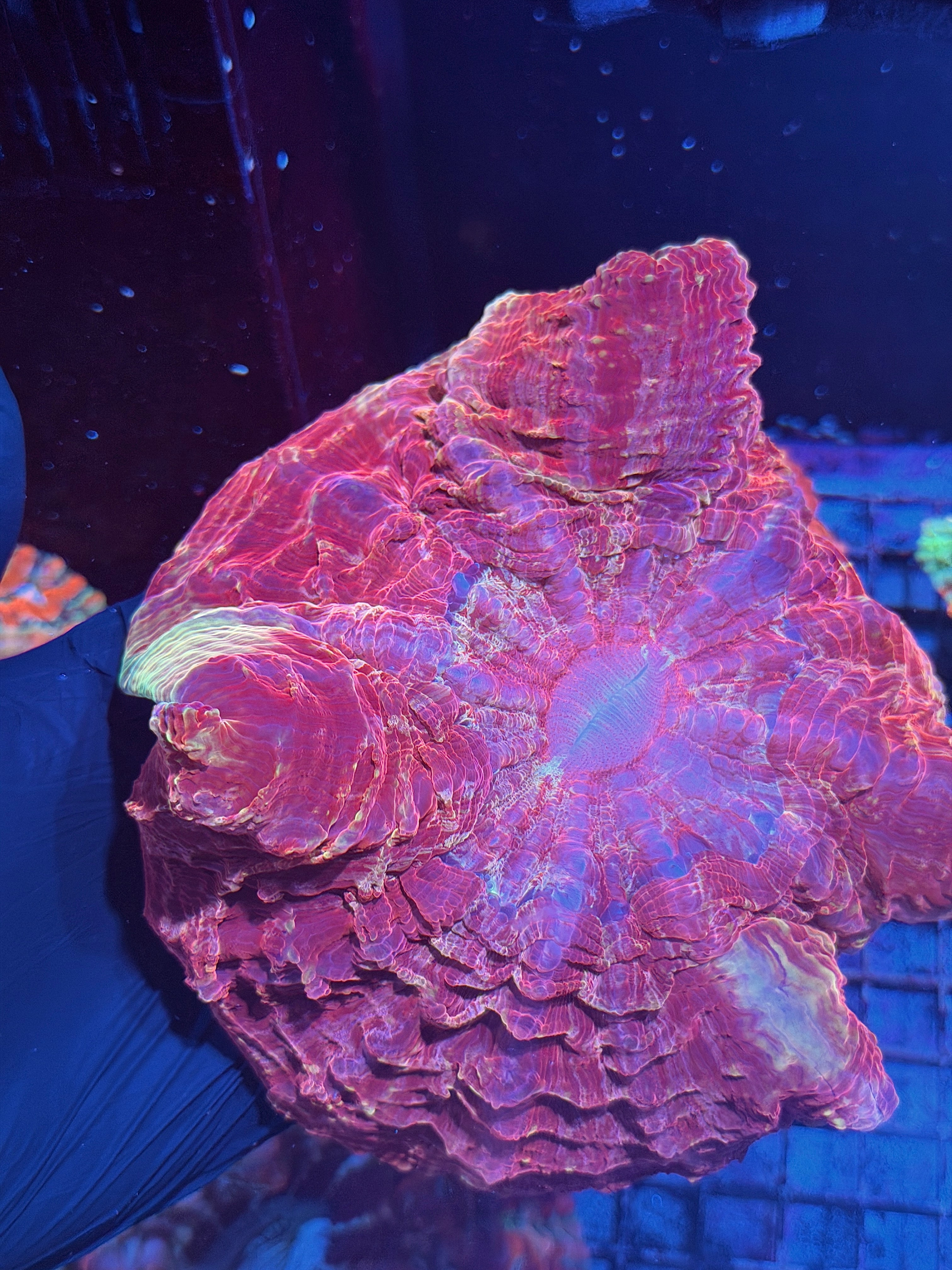 Red / Gold Acanthophyllia Meat Coral XXL