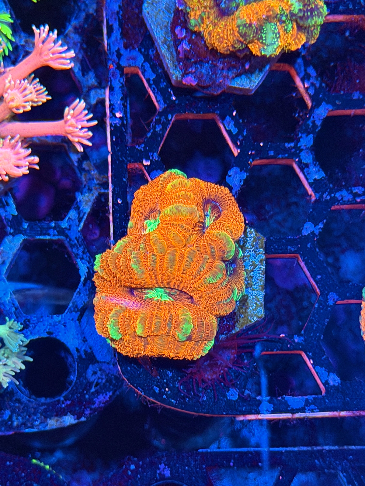 JEA Katana Asian Acans Mini Colony