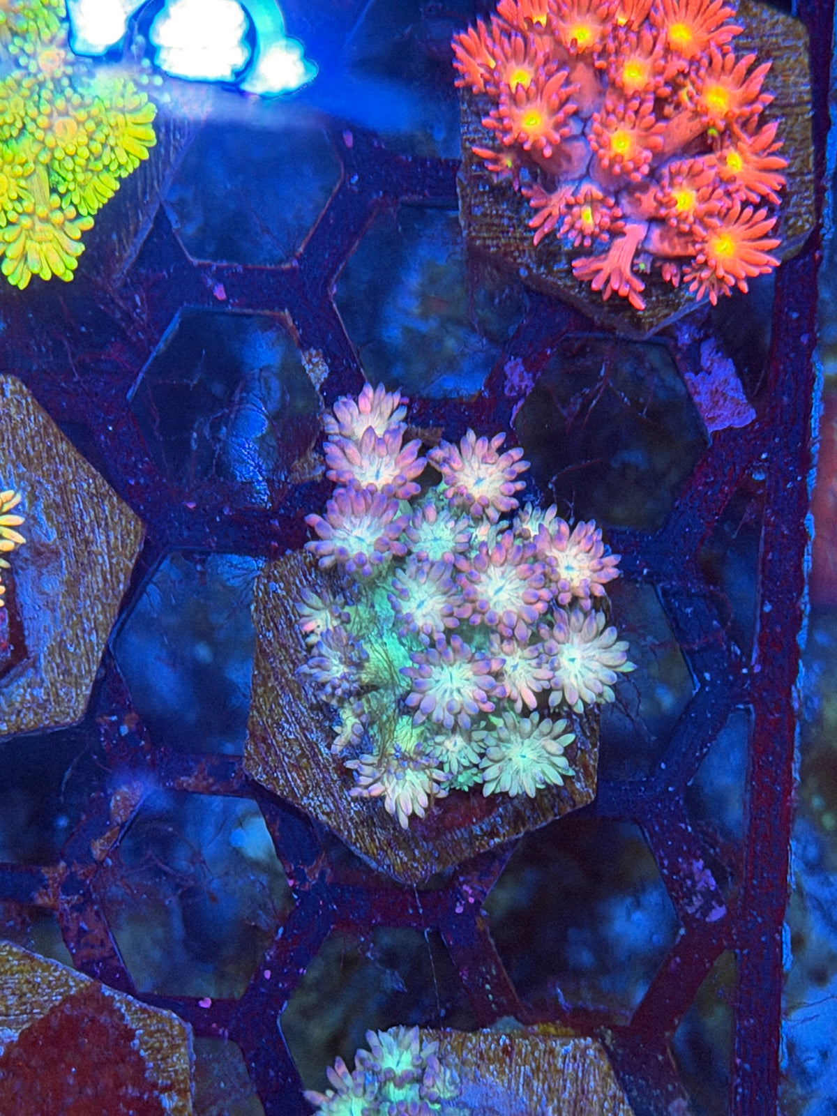 JEA Tutti Fruity Goniopora Coral