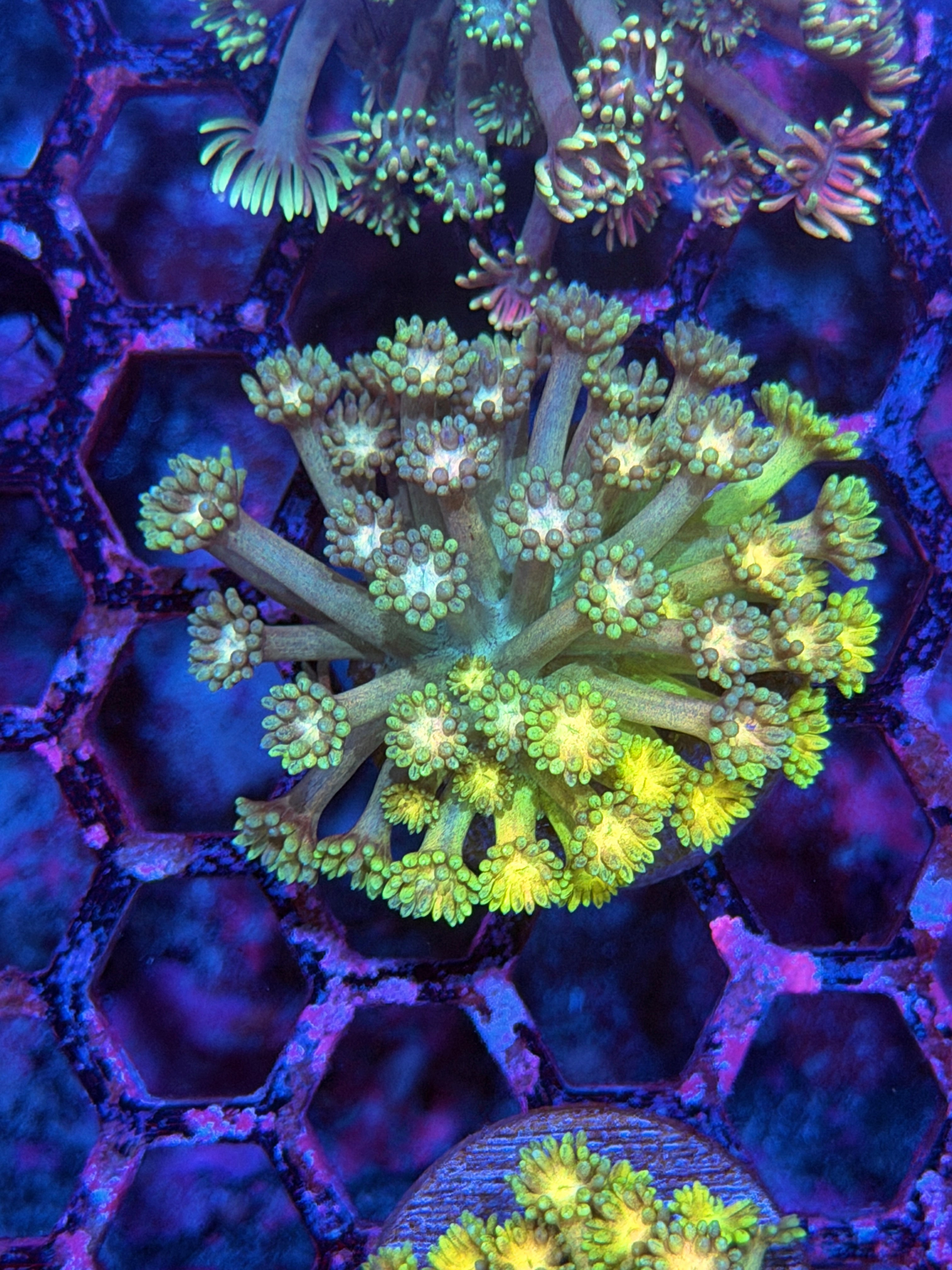 JEA Day N Nite Goniopora Coral Half & Half