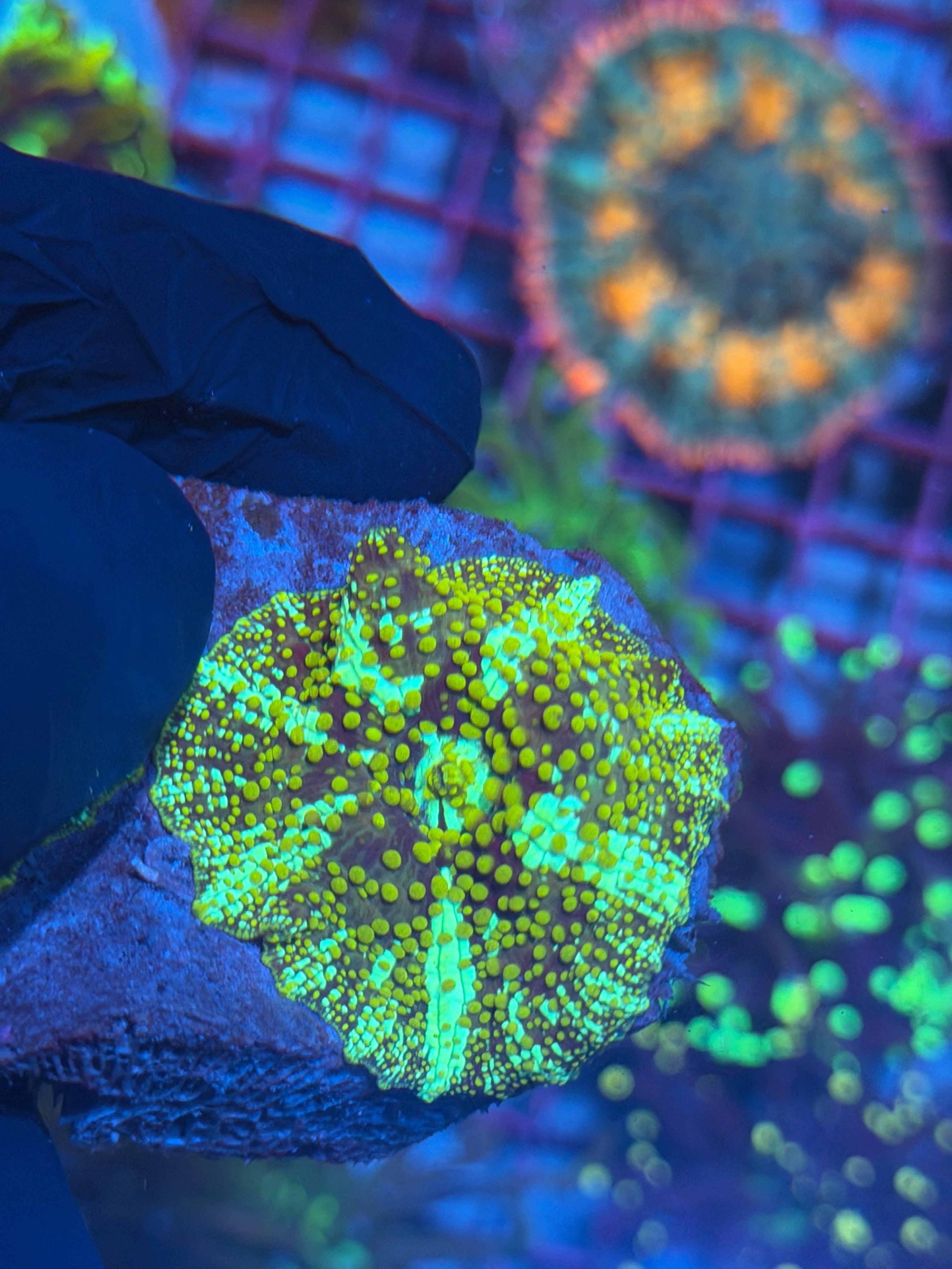 JEA King Midas Jawbreaker Mushroom Coral *New Release* INSANE 8/1