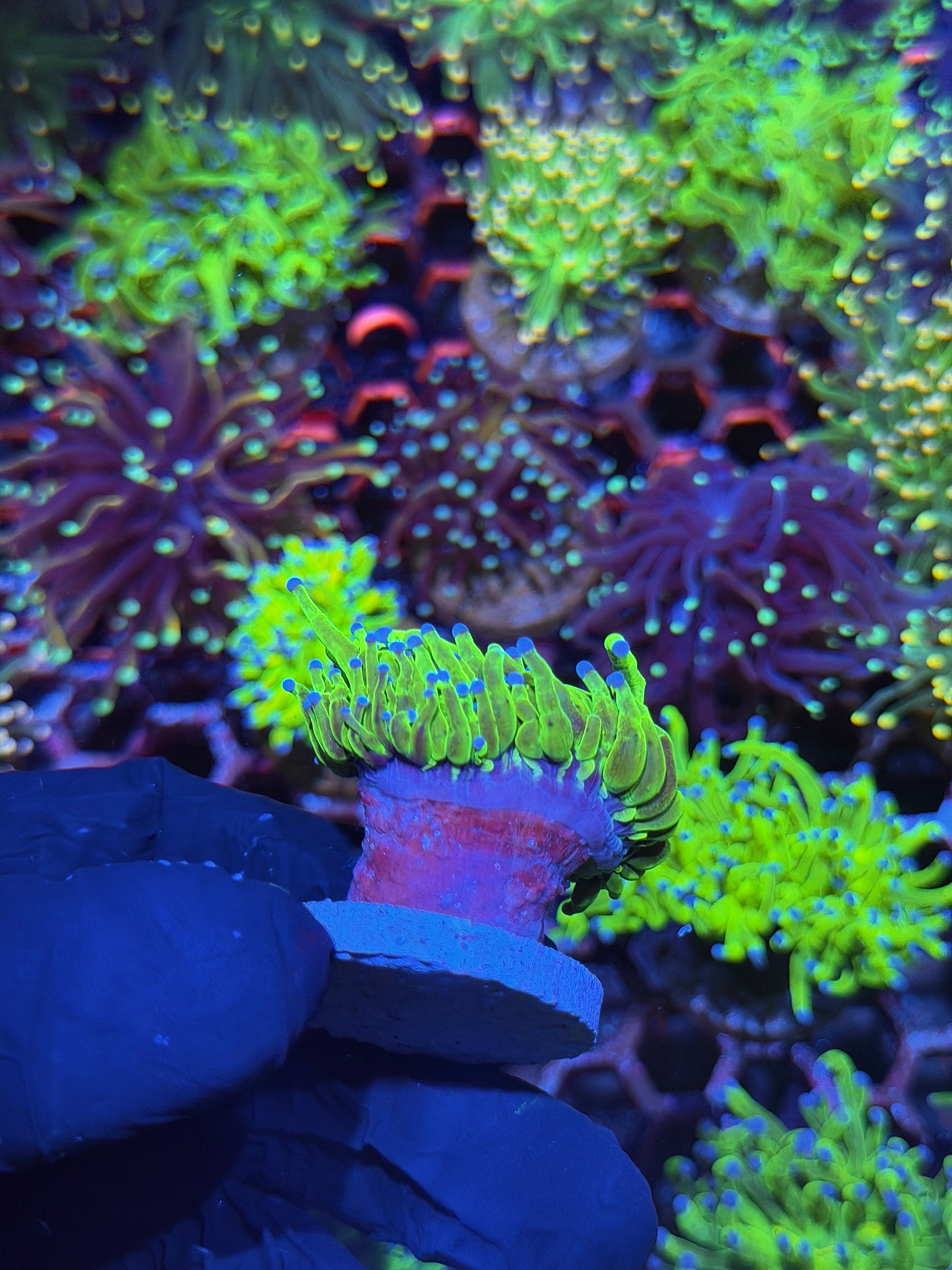 JEA Glitter Holy Grail Torch Coral 1 Head XL