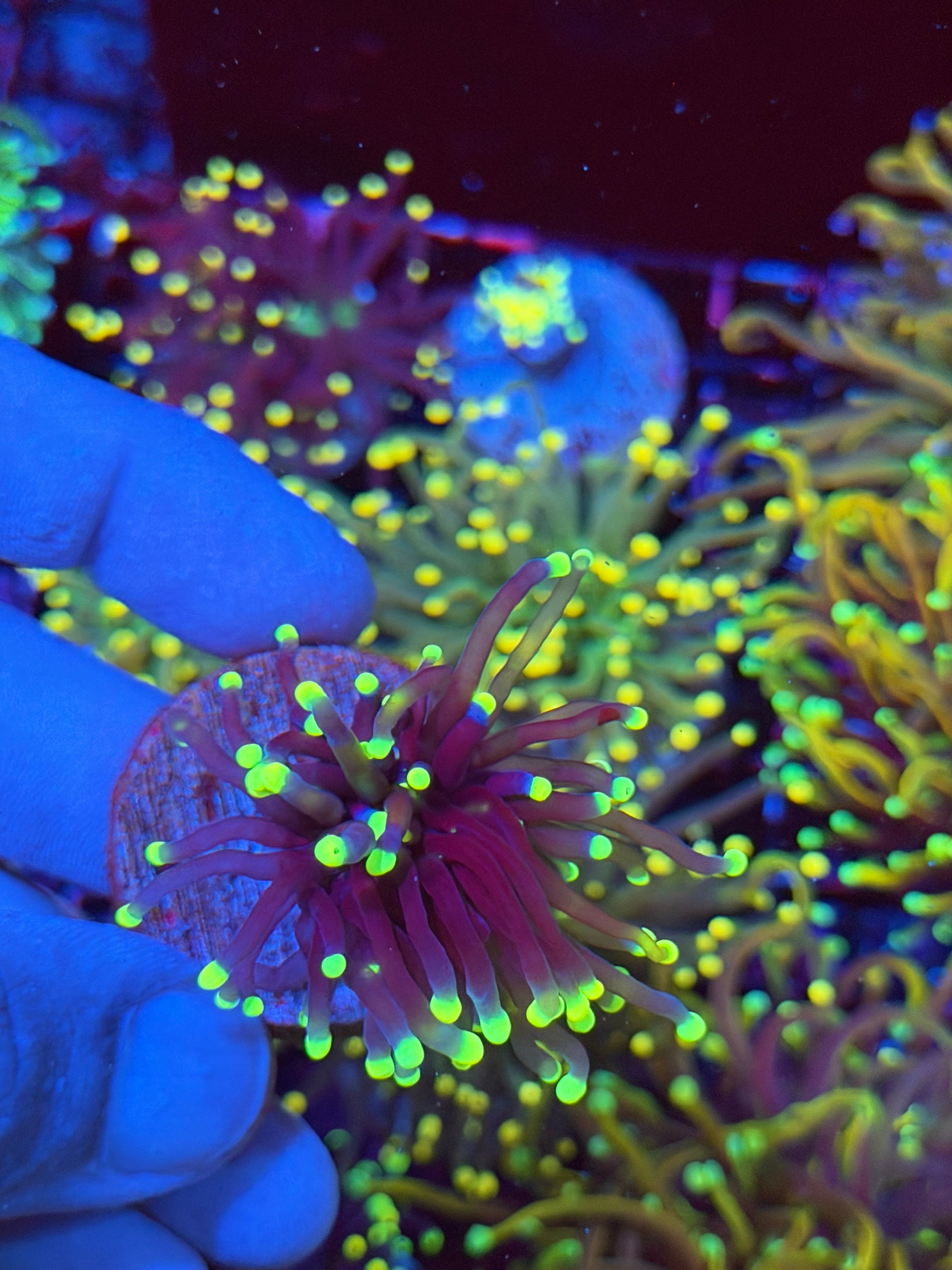 JEA Blacklight Torch Coral 1 Head
