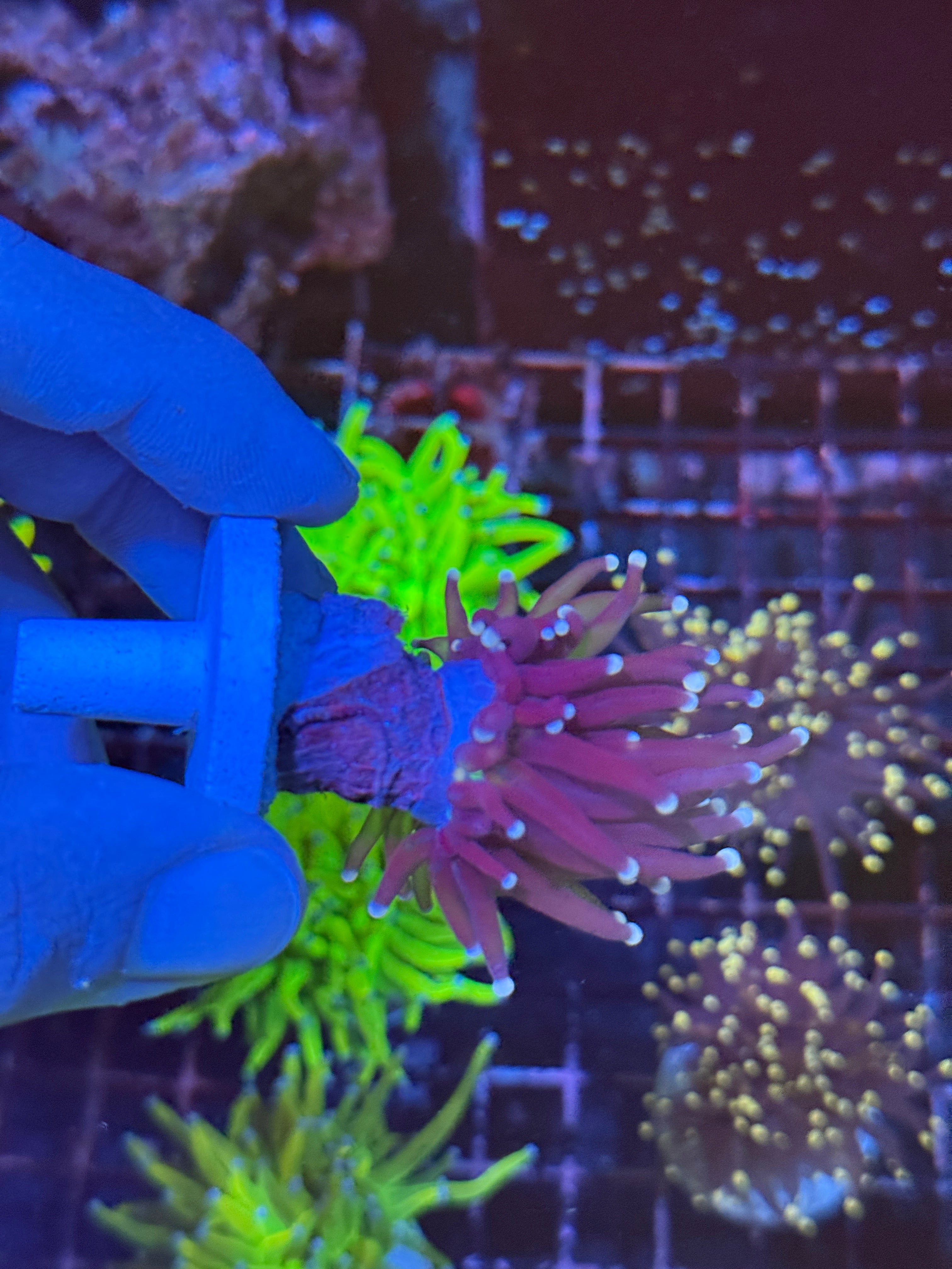 JEA Gumdrop Torch Coral 1 XL Head