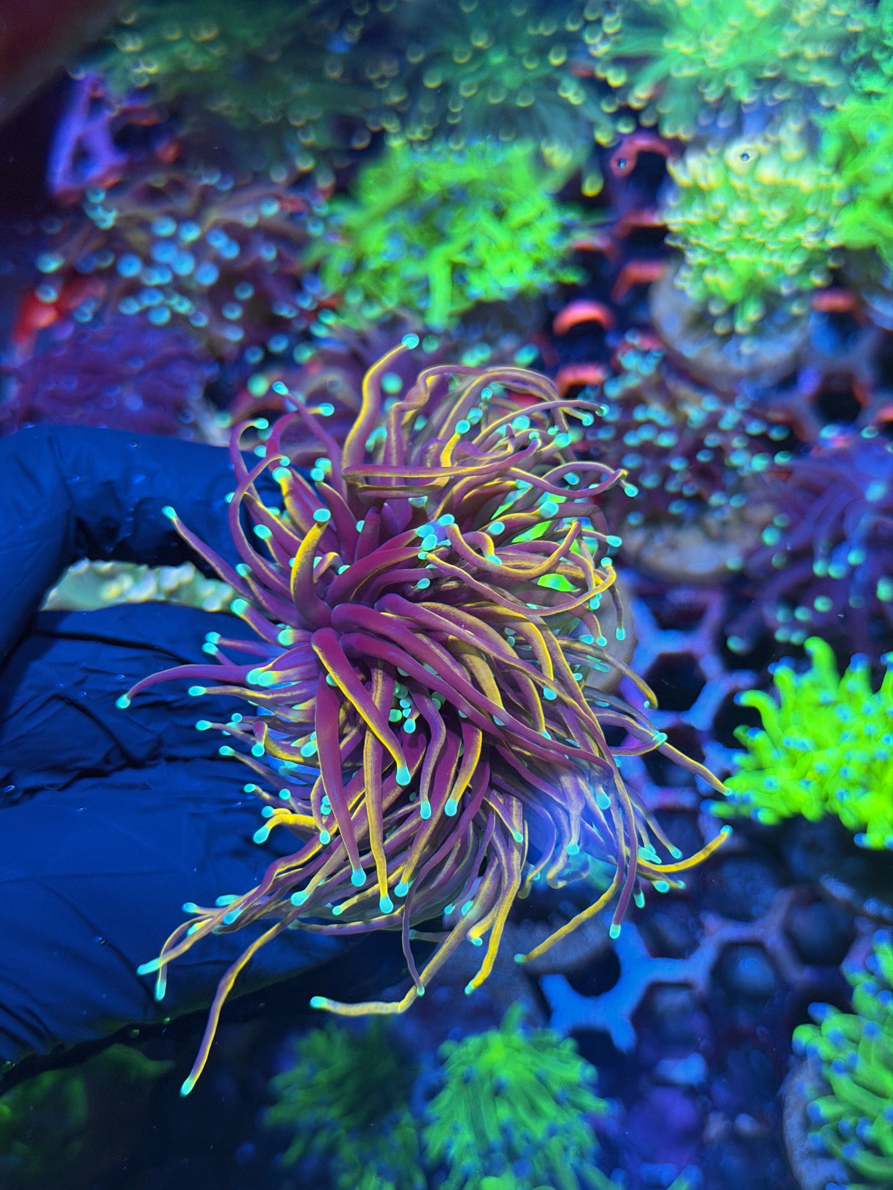 JEA OG Jester Torch Coral 2 Heads XL