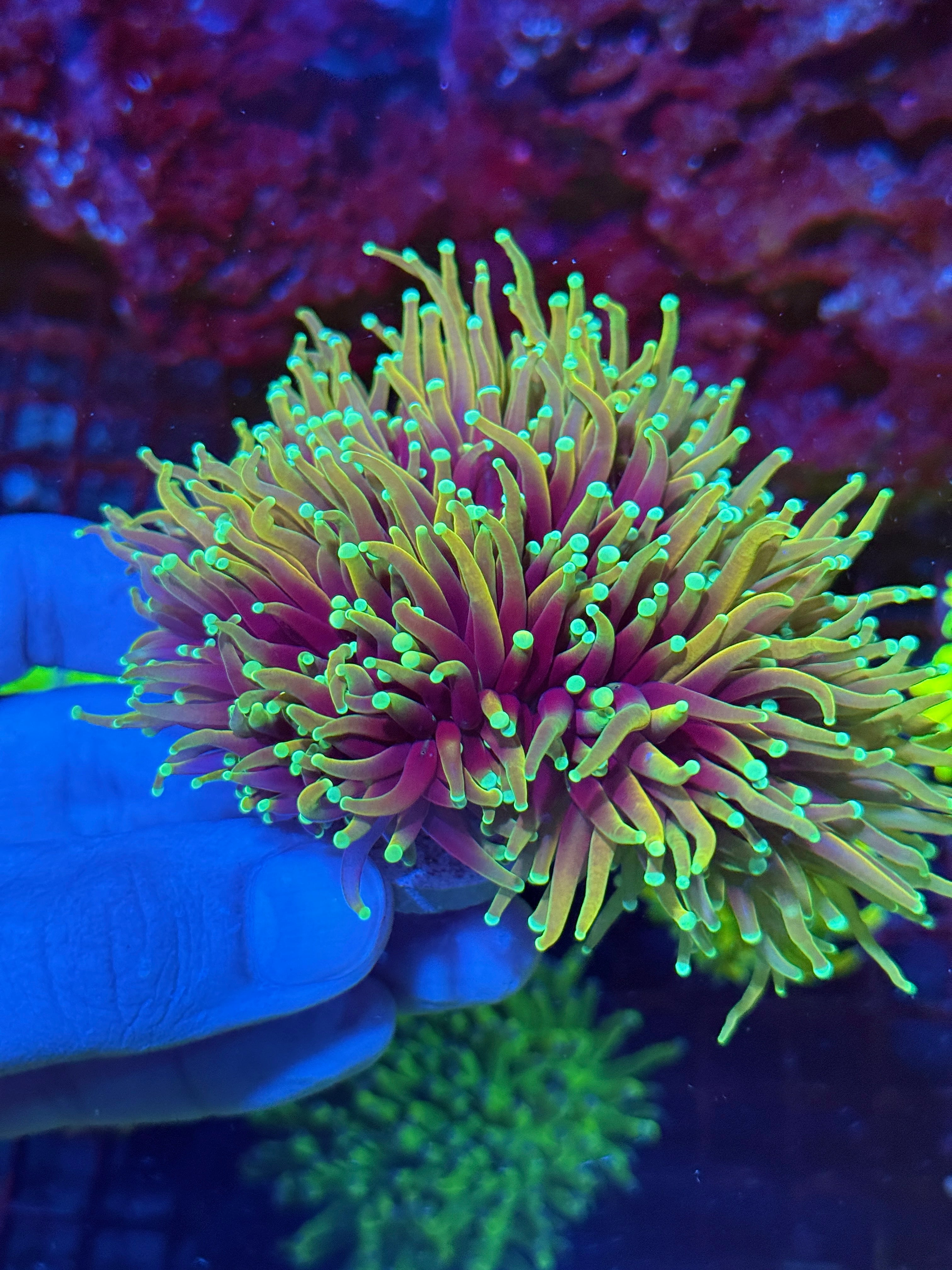 JEA Inferno Gold Torch Coral Colony 5+ Heads XXL