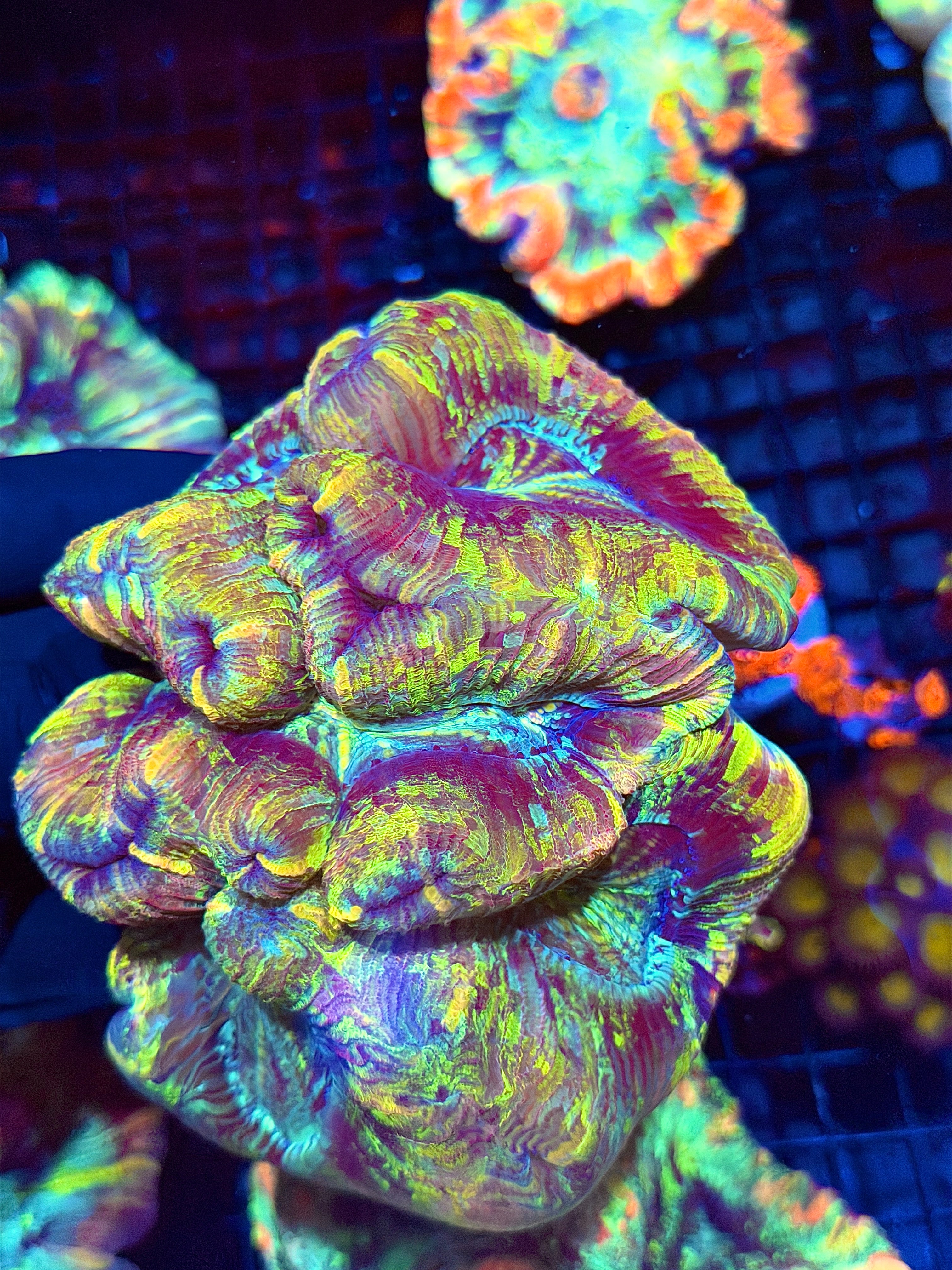 Rainbow Tie Dye Trachyphyllia Meat Coral XXL Show Piece