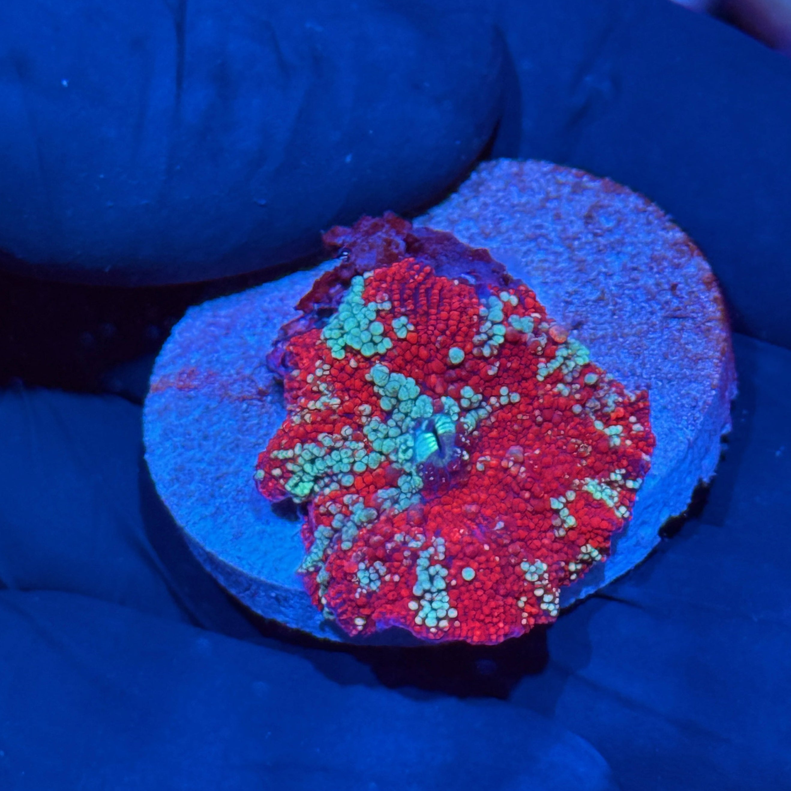 JEA Red Devil Discosoma Mushroom Coral